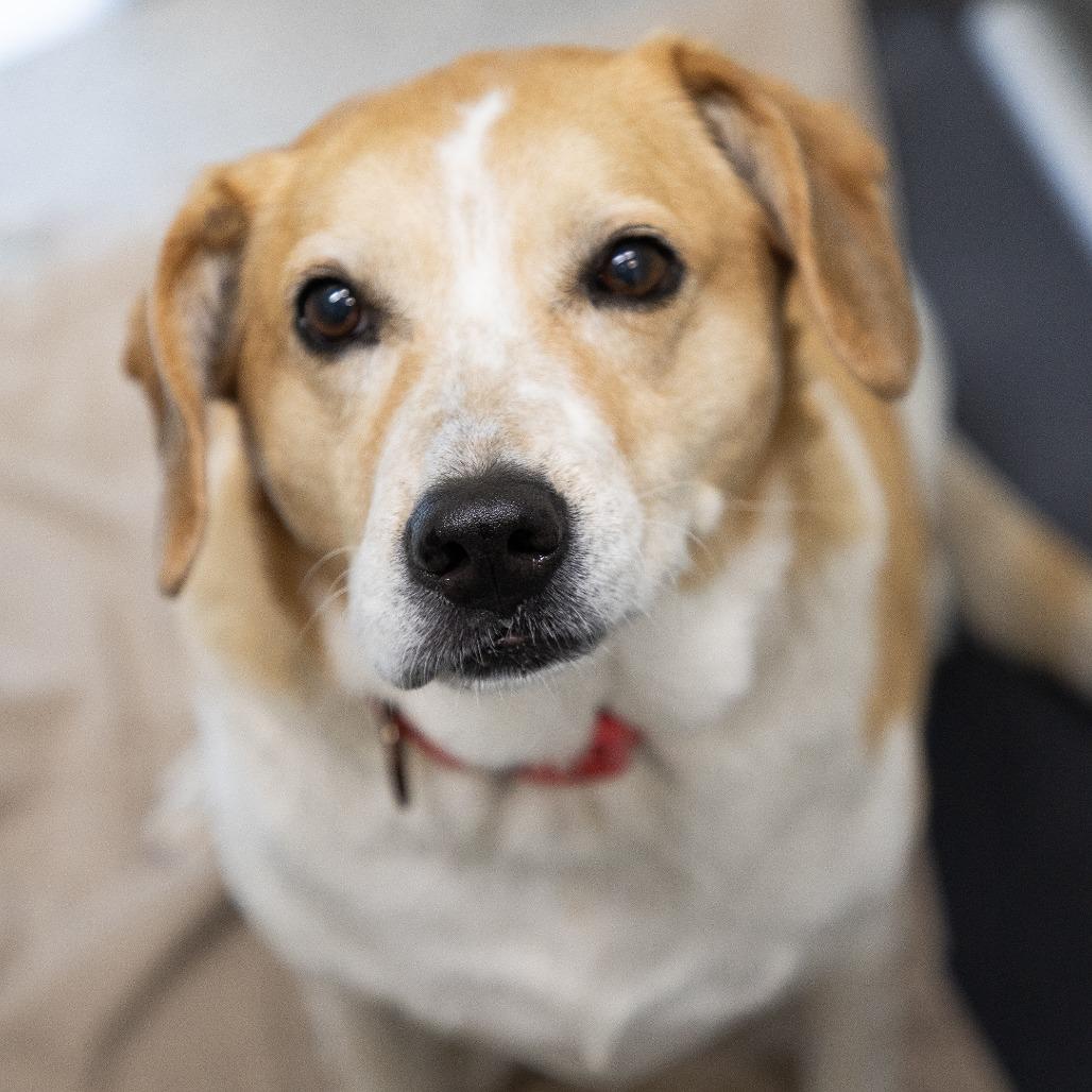 Enlarge Luna, a Adoptable mixed breed in Saint Cloud, MN image 4/6