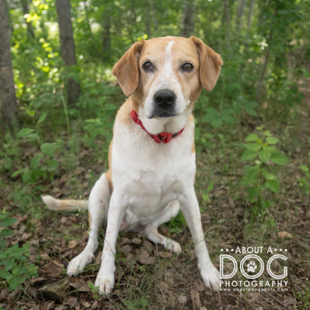 Enlarge Luna, a Adoptable mixed breed in Saint Cloud, MN image 5/6