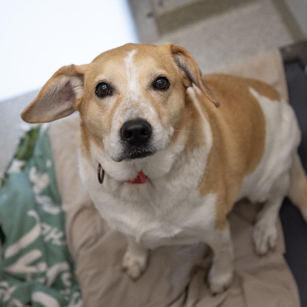 Enlarge Luna, a Adoptable mixed breed in Saint Cloud, MN image 6/6