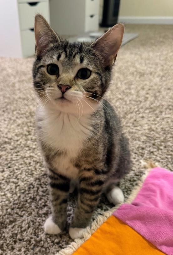 Oriana, adopted, Young Female Domestic Short Hair.