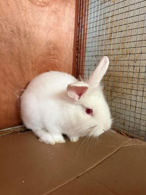 Enlarge FROST, a Adoptable Bunny Rabbit in Santa Maria, CA image 1/1