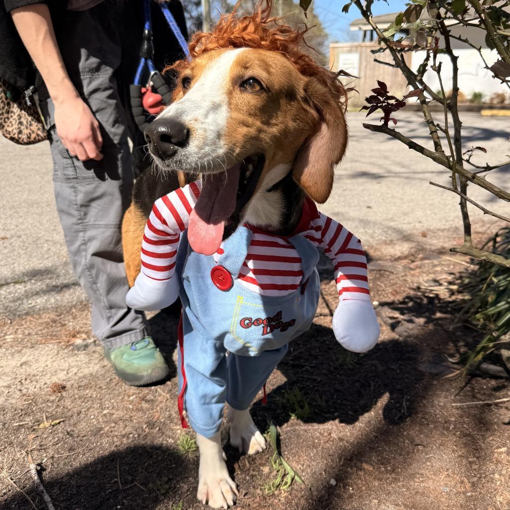 Stella, Adoptable, Adult Female Hound.