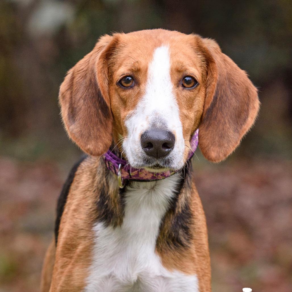 Enlarge Stella, a Adoptable Hound in Summerville, SC image 2/5