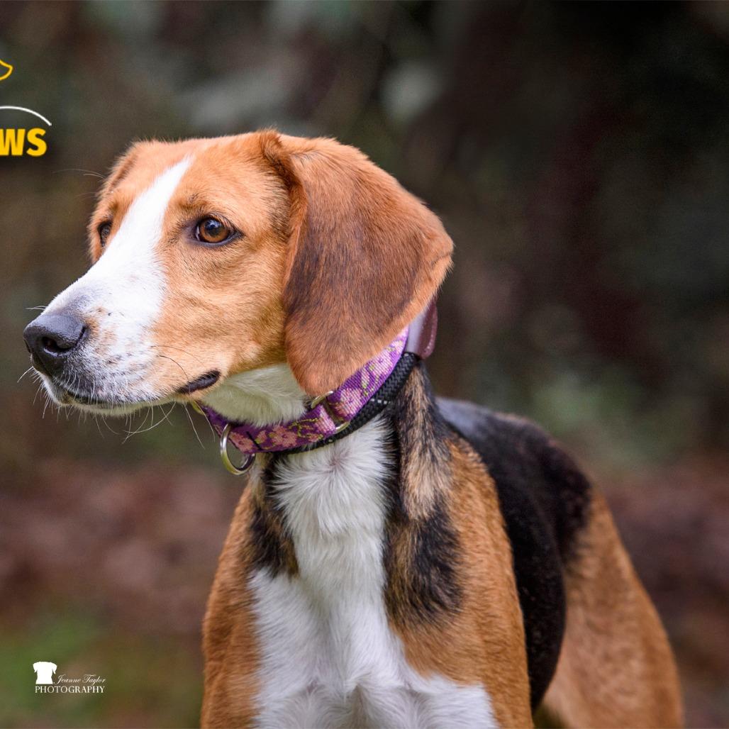 Enlarge Stella, a Adoptable Hound in Summerville, SC image 4/5
