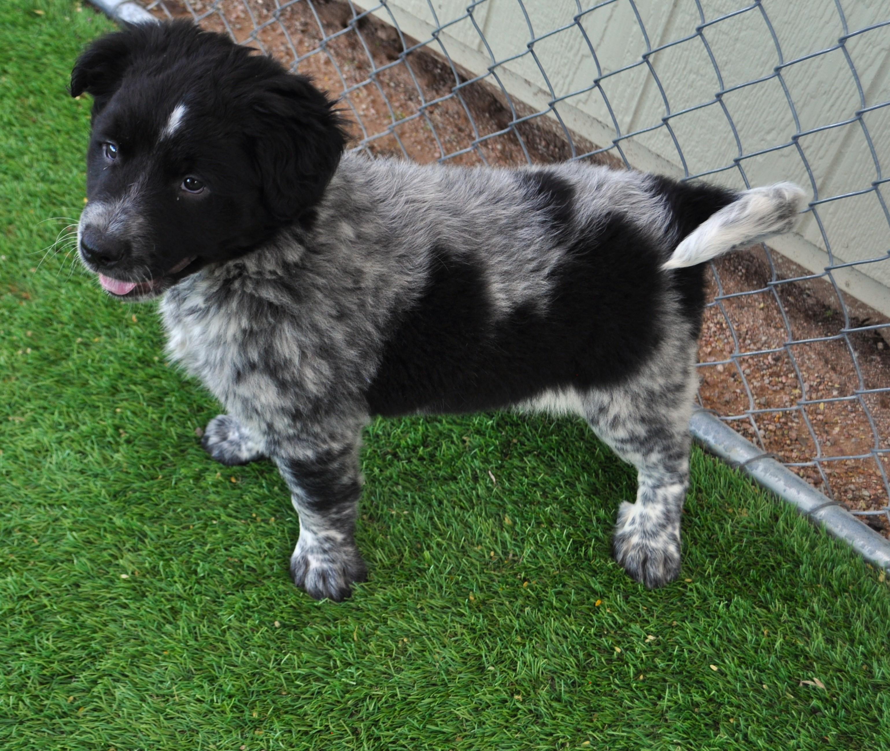 Kona, ADOPTABLE, Puppy Male Australian Shepherd & Australian Cattle Dog / Blue Heeler.