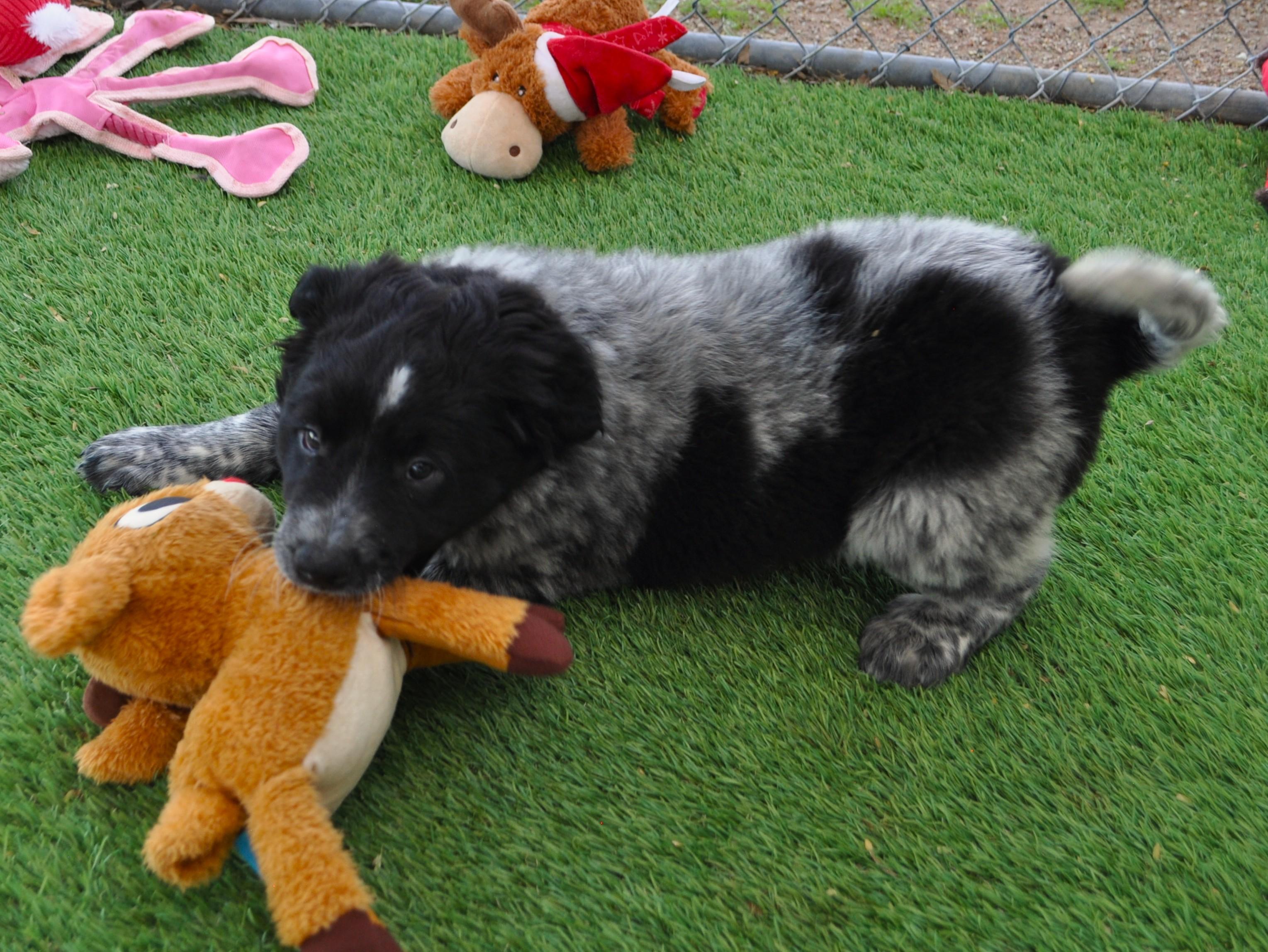 Kona, a ADOPTABLE mixed breed in Apache Junction, AZ image 2/5