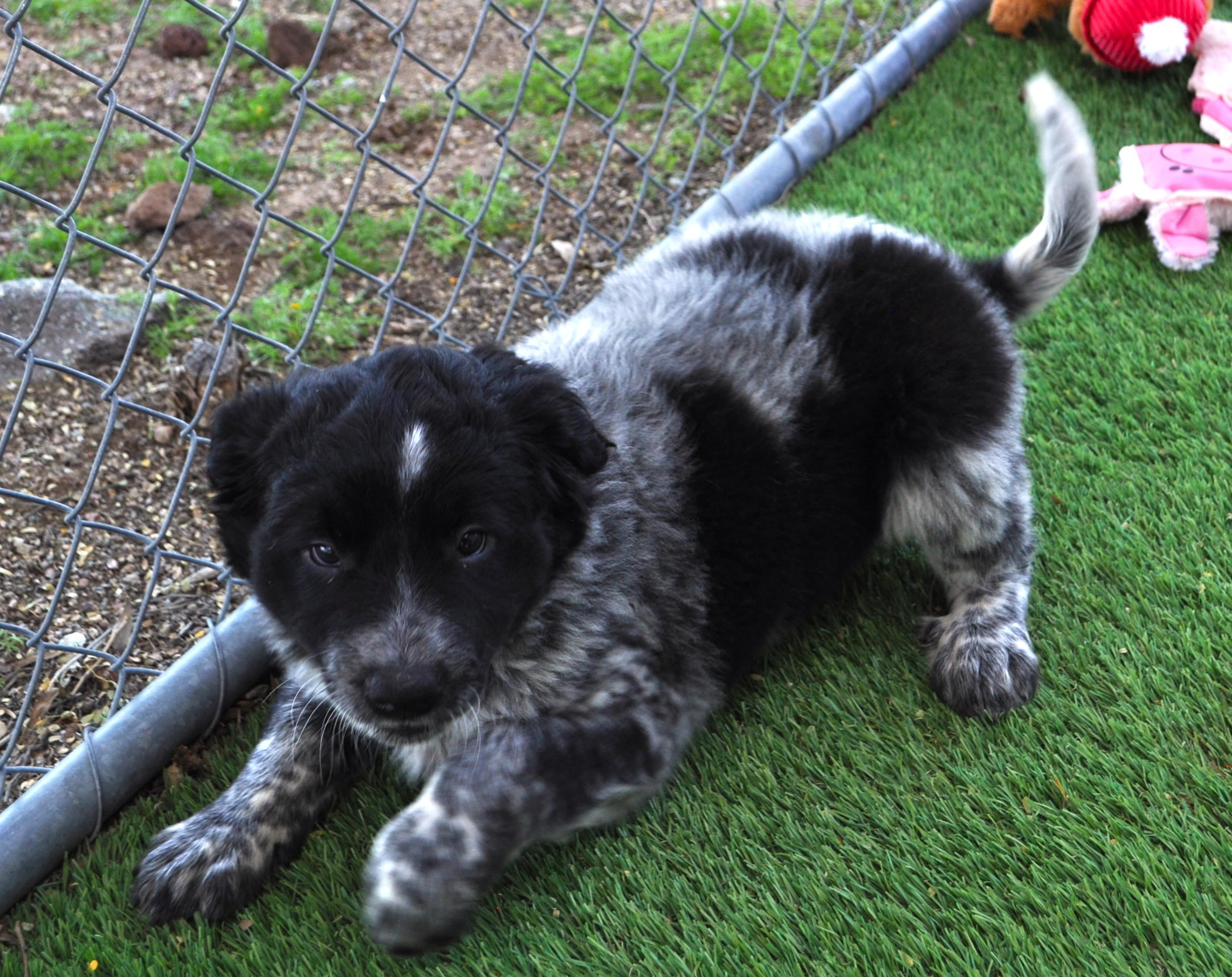 Kona, a ADOPTABLE mixed breed in Apache Junction, AZ image 4/5