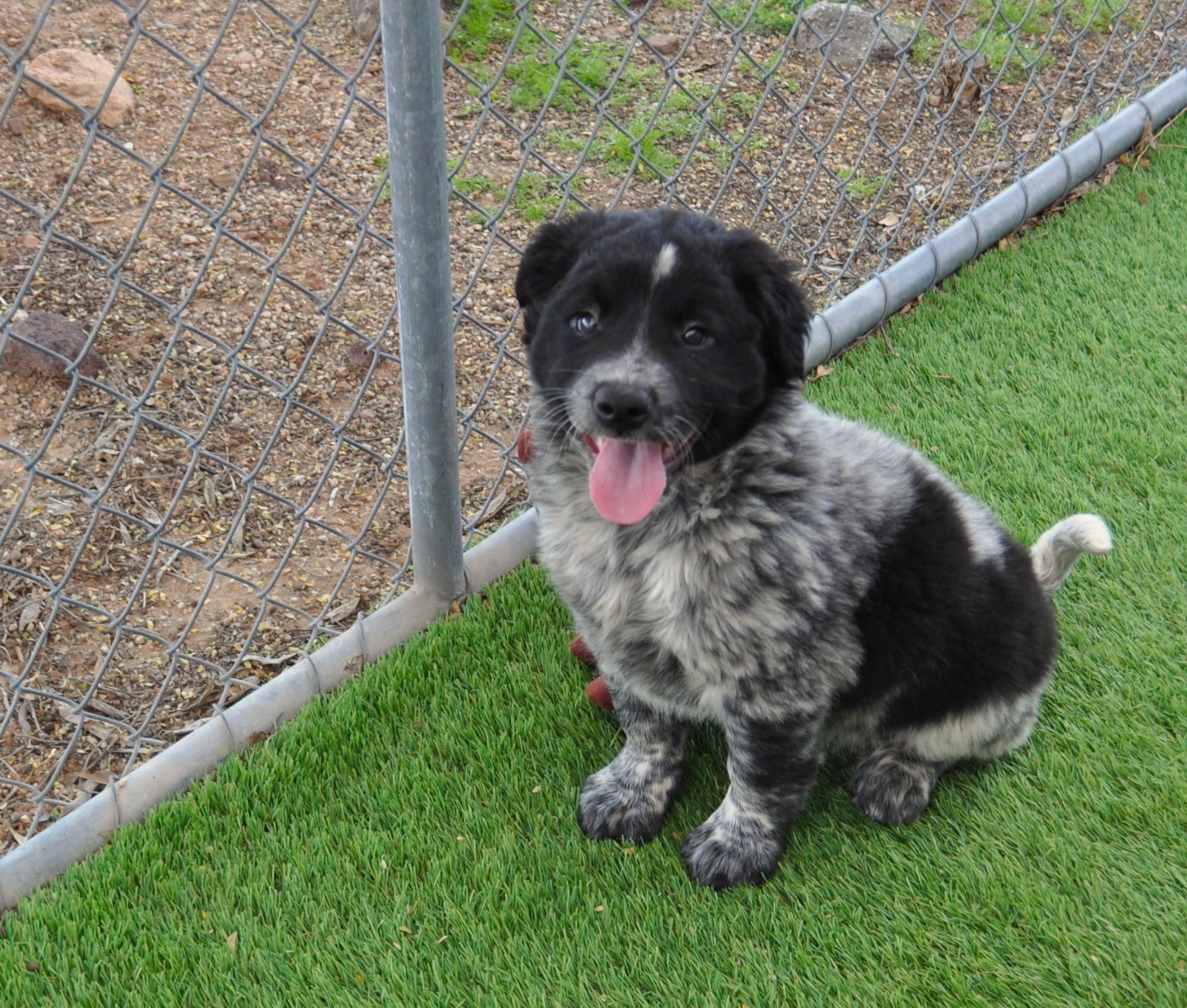 Kona, a ADOPTABLE mixed breed in Apache Junction, AZ image 5/5
