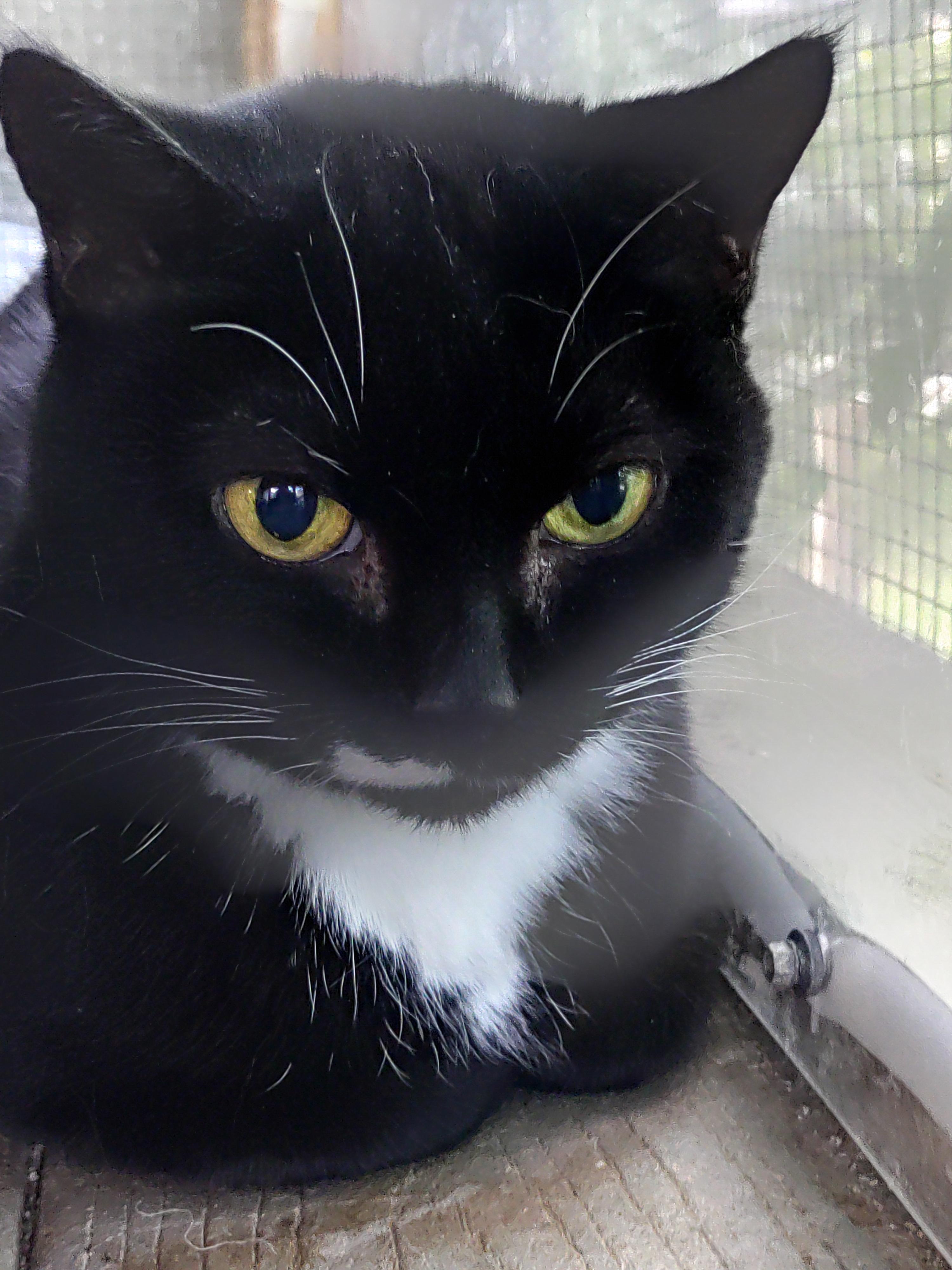 Charli, Adoptable, Adult Female Domestic Short Hair.