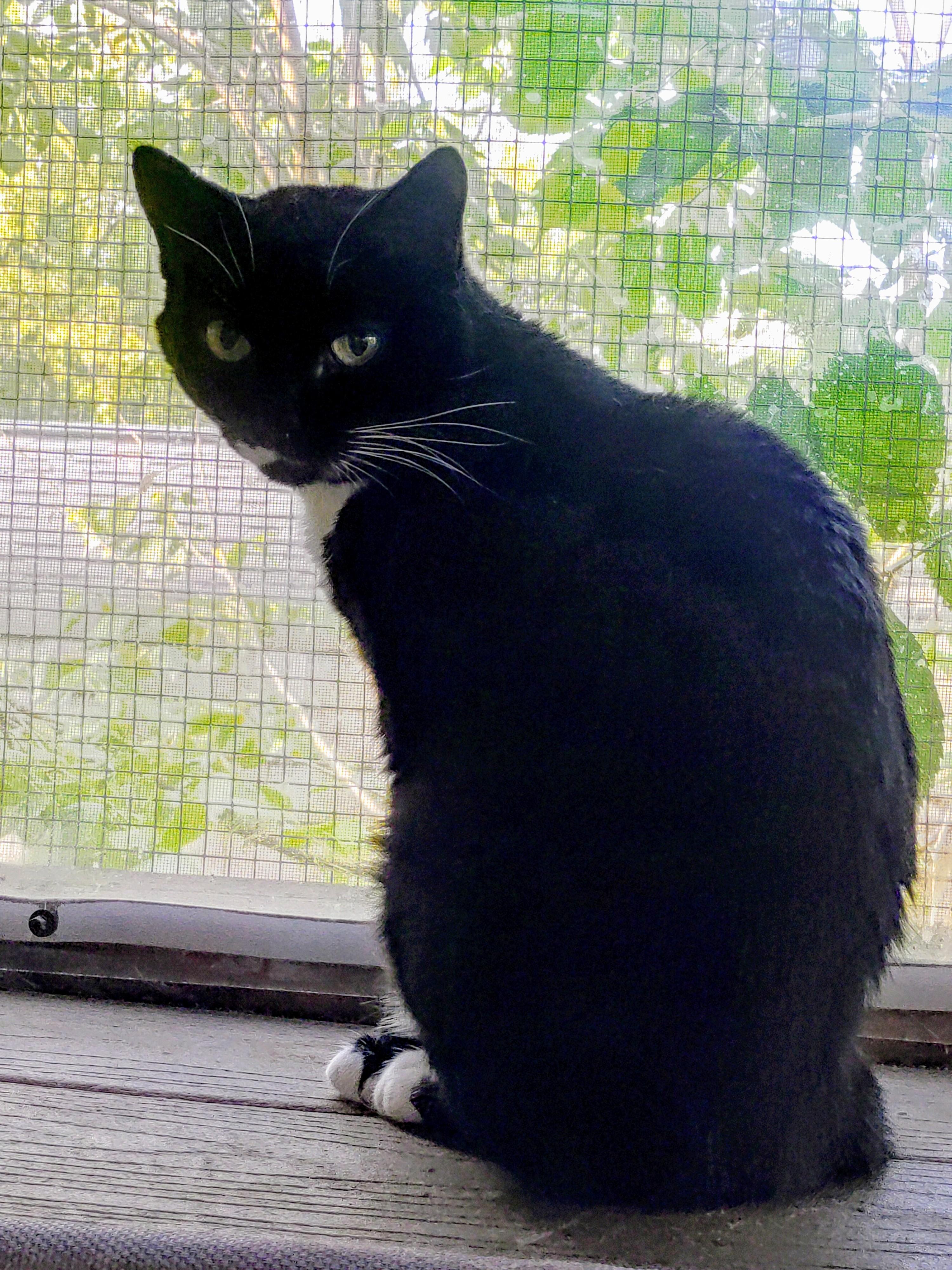 Enlarge Charli, a Adoptable Domestic Short Hair in Delmont, PA image 2/2