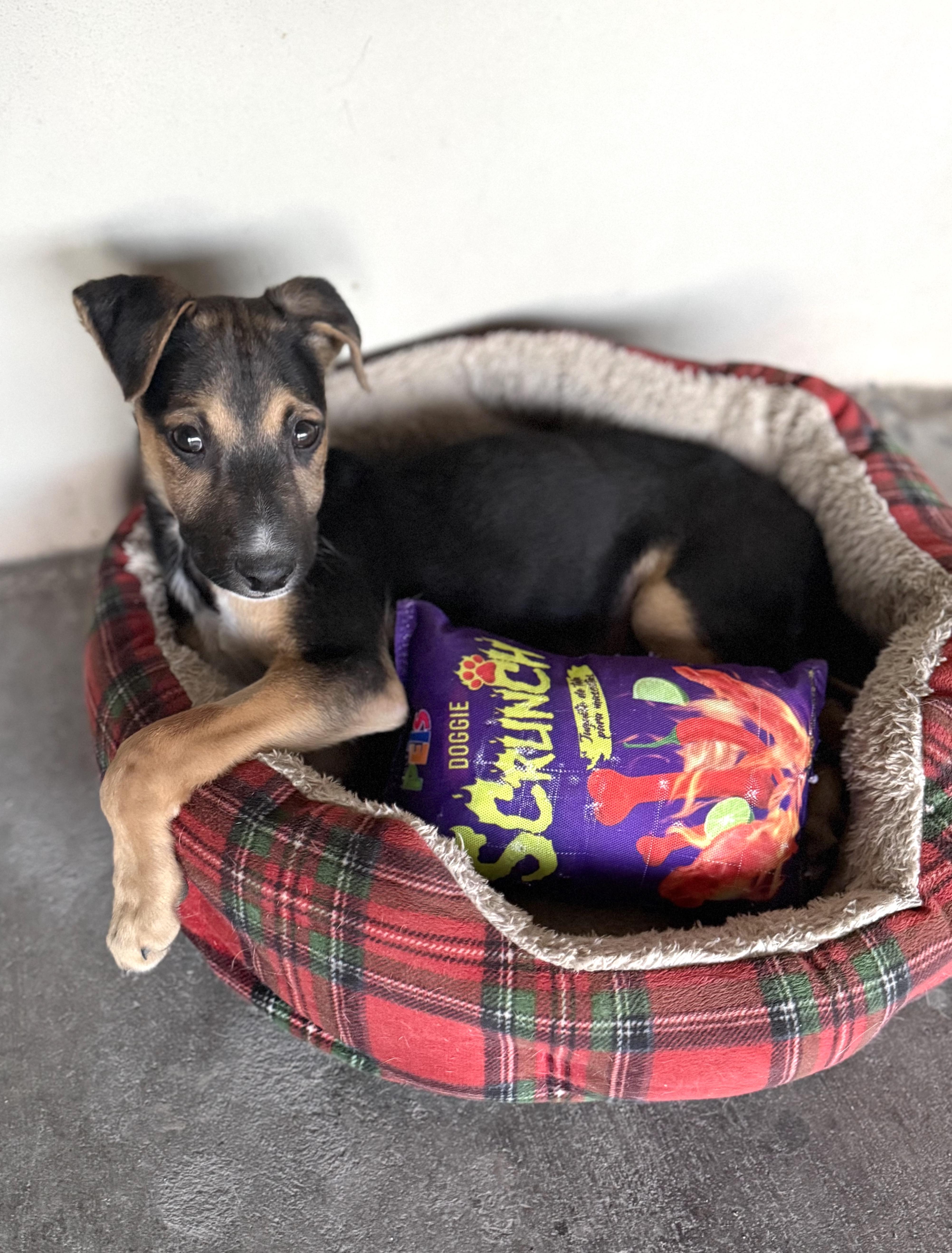 Rocky (25) — thumbnail 2