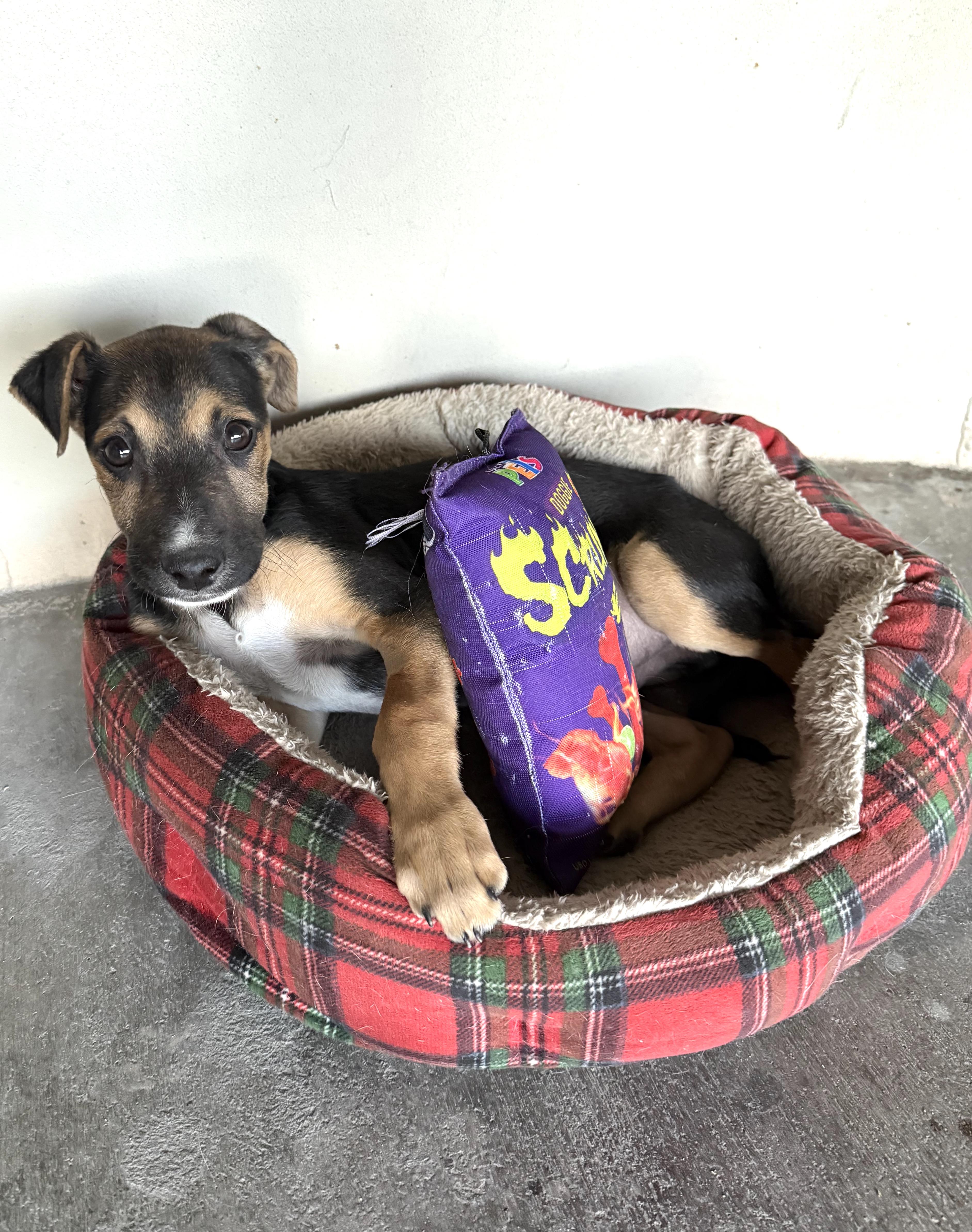 Rocky (25) — thumbnail 3