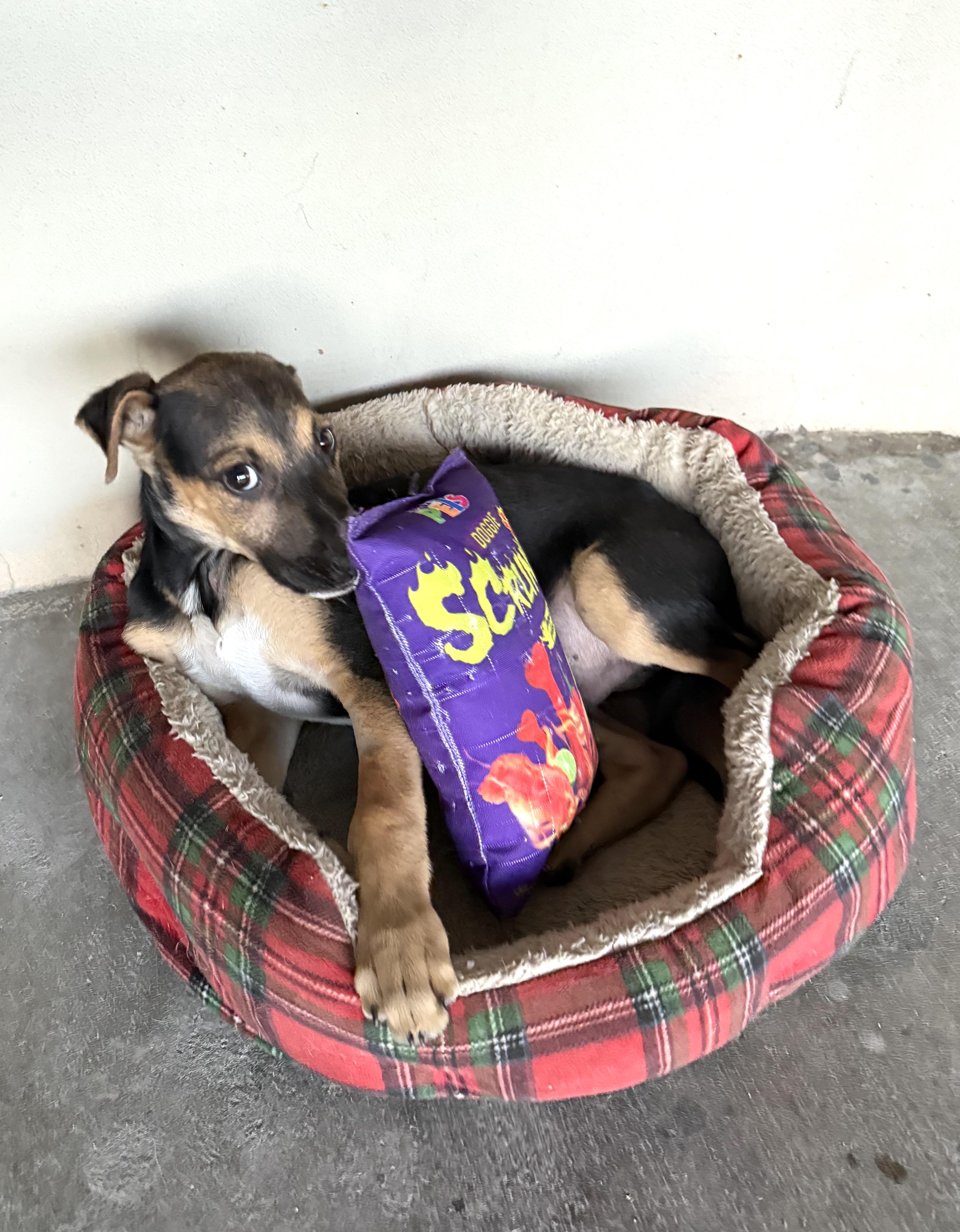 Rocky (25) — thumbnail 4