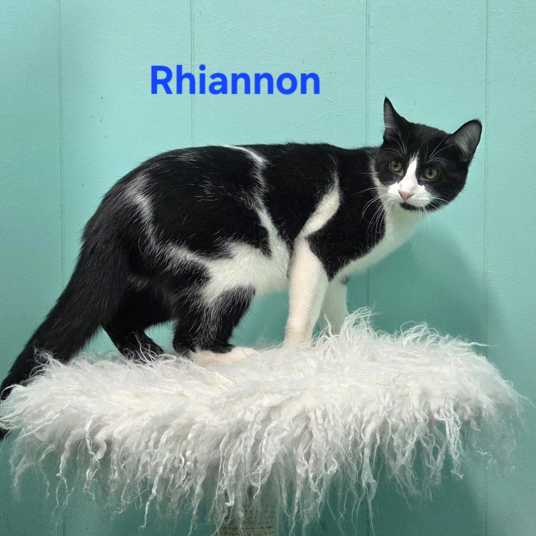 Enlarge Rhiannon, a ADOPTABLE mixed breed in Whitewater, WI image 4/4