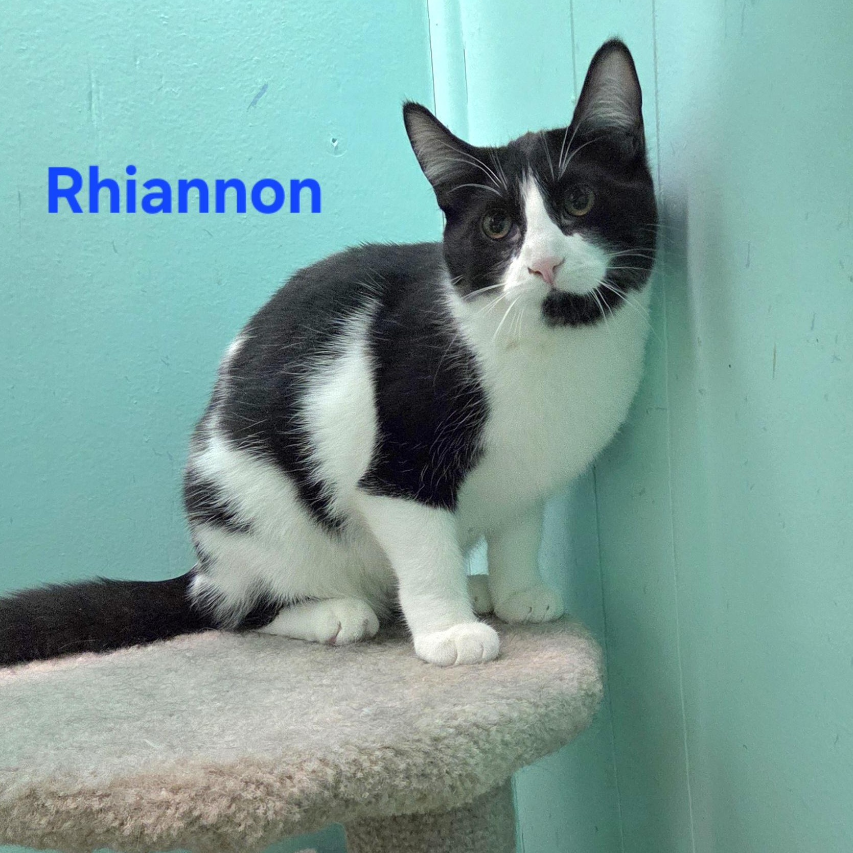 Rhiannon, ADOPTABLE, Young Female Domestic Short Hair.