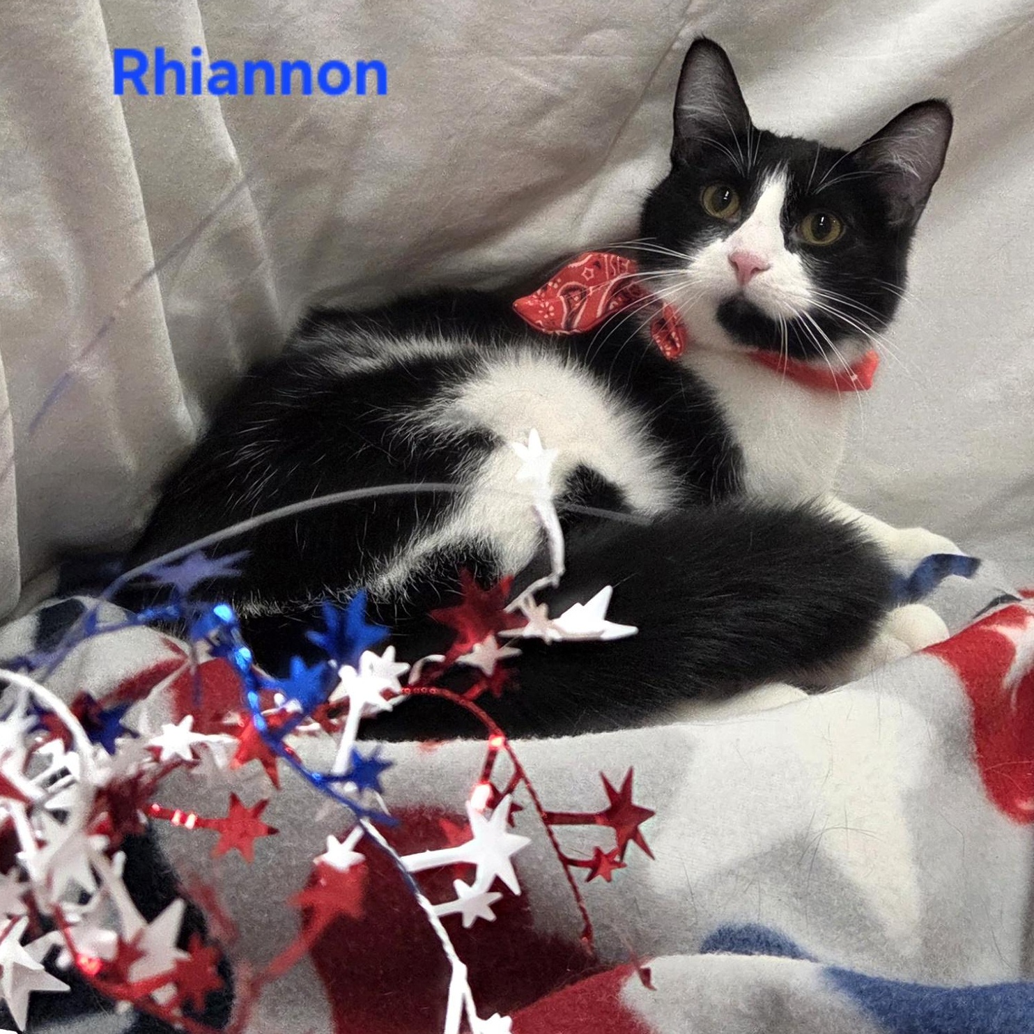Enlarge Rhiannon, a Adoptable mixed breed in Whitewater, WI image 6/6