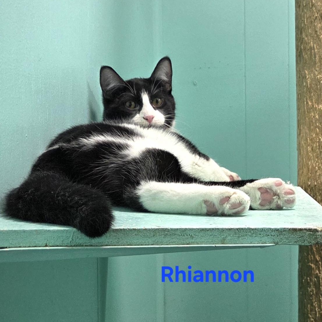 Enlarge Rhiannon, a ADOPTABLE mixed breed in Whitewater, WI image 3/4