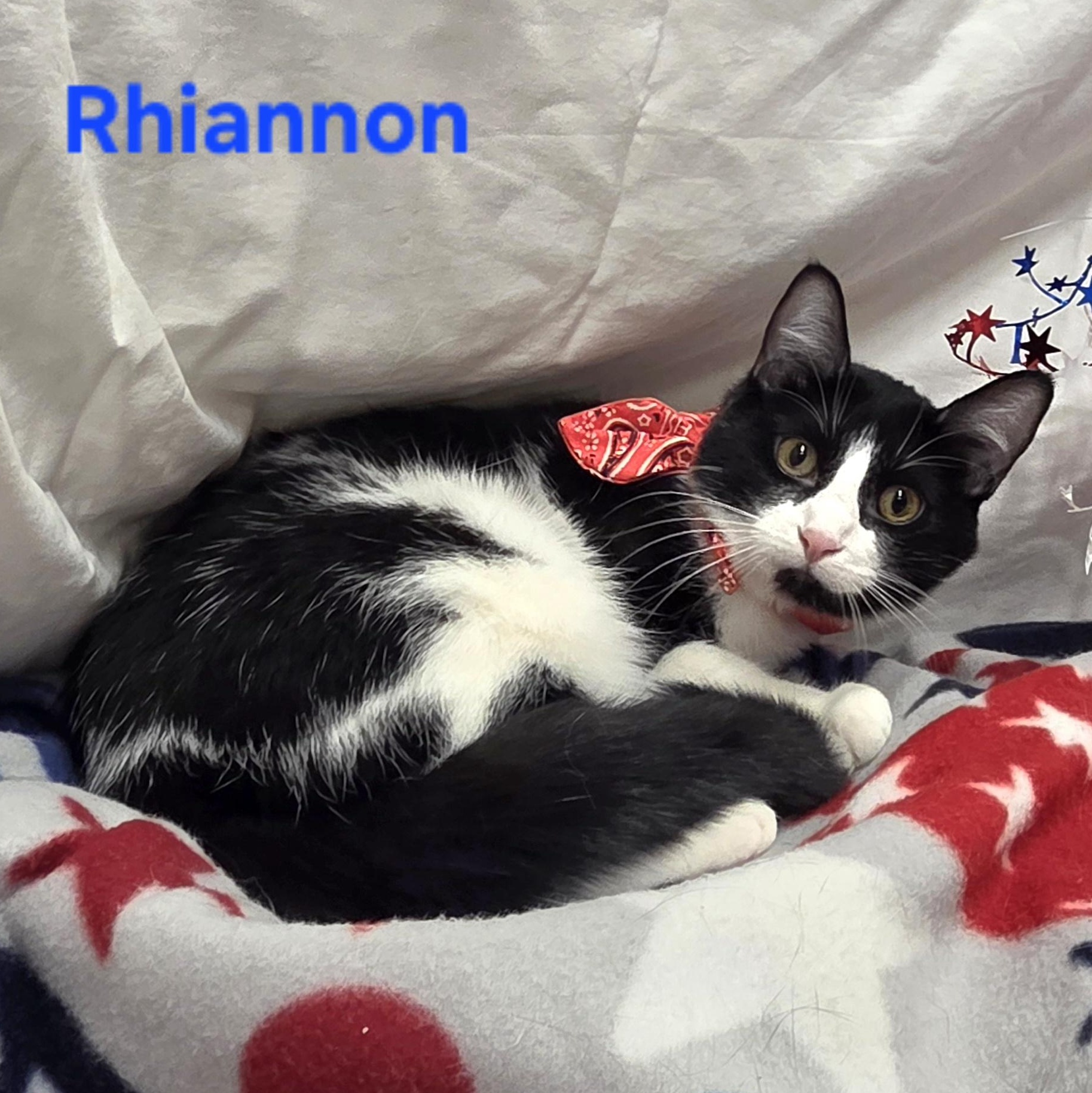 Enlarge Rhiannon, a Adoptable mixed breed in Whitewater, WI image 1/6