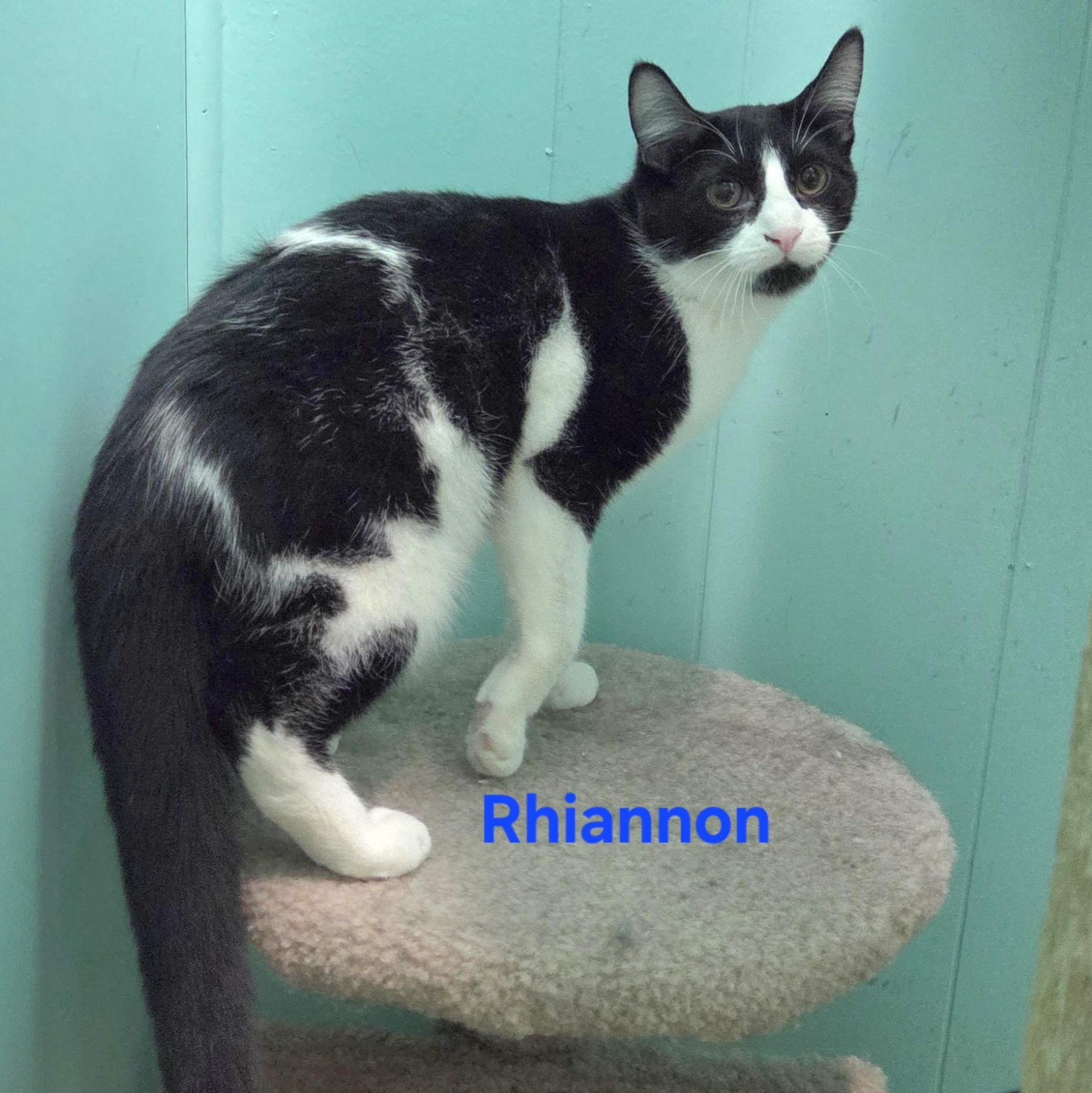 Enlarge Rhiannon, a ADOPTABLE mixed breed in Whitewater, WI image 2/4