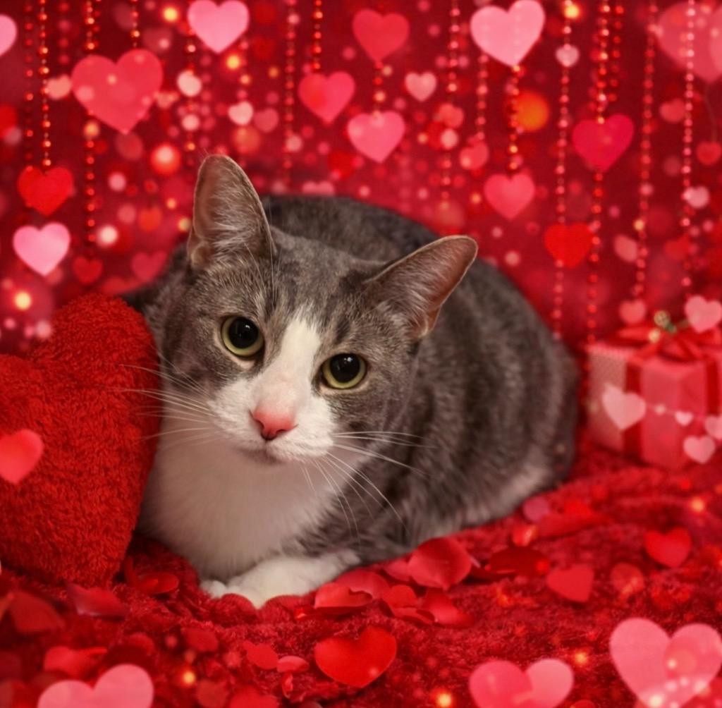 Mocha, Adoptable, Adult Female Domestic Short Hair.