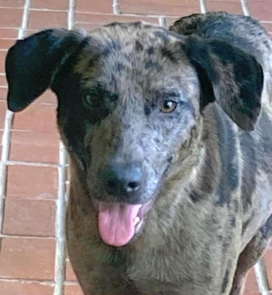 Enlarge Stella, a Adoptable mixed breed in El Dorado, AR image 1/1