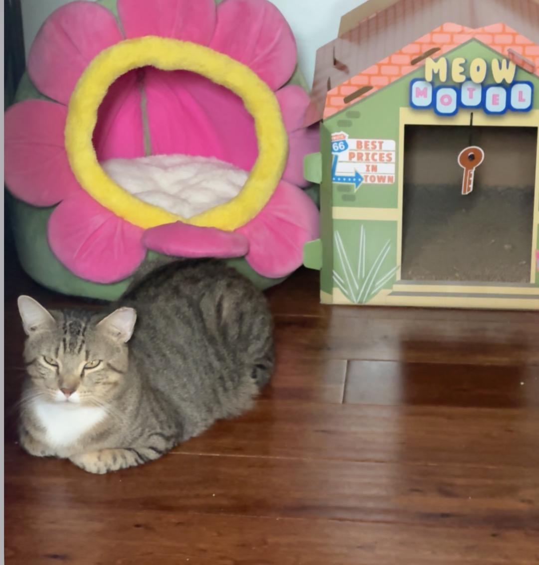 Enlarge Jerry, a Adoptable Domestic Short Hair in Austin, TX image 3/4