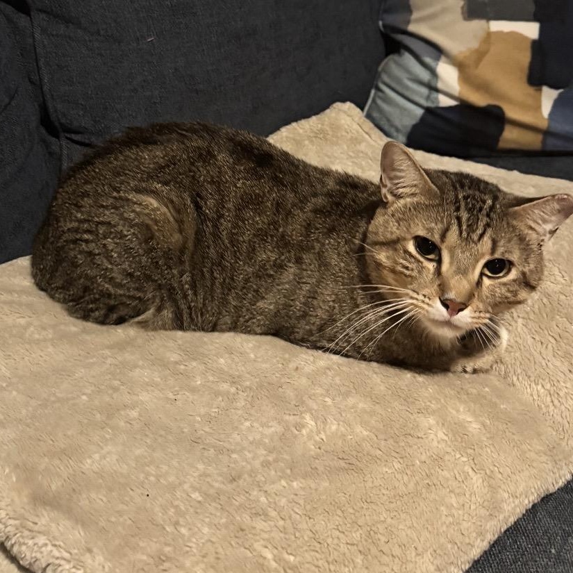 Enlarge Jerry, a Adoptable Domestic Short Hair in Austin, TX image 4/4