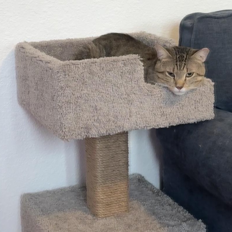 Enlarge Jerry, a Adoptable Domestic Short Hair in Austin, TX image 2/4