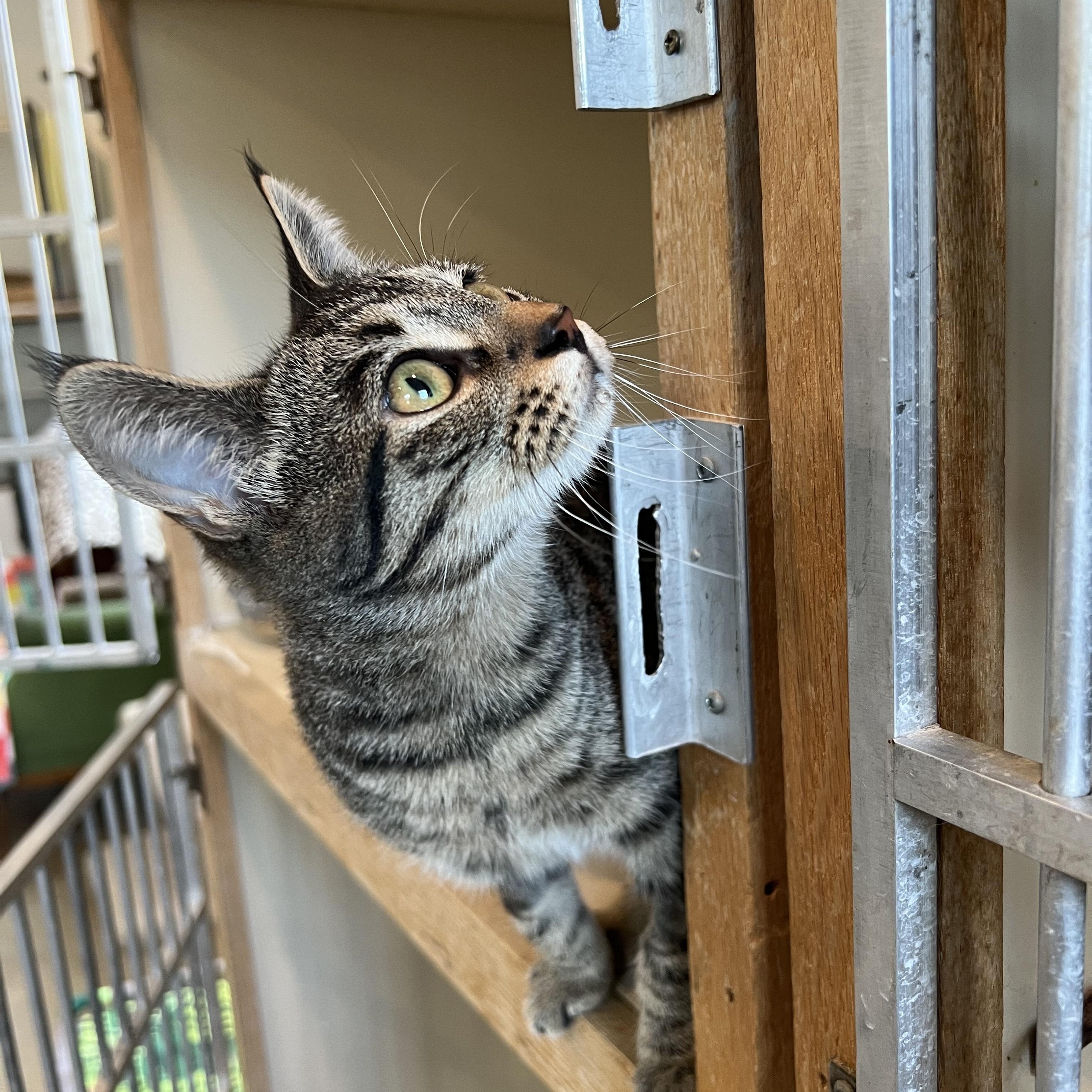 Enlarge Nona, a Adoptable Domestic Medium Hair in Bonners Ferry, ID image 3/3