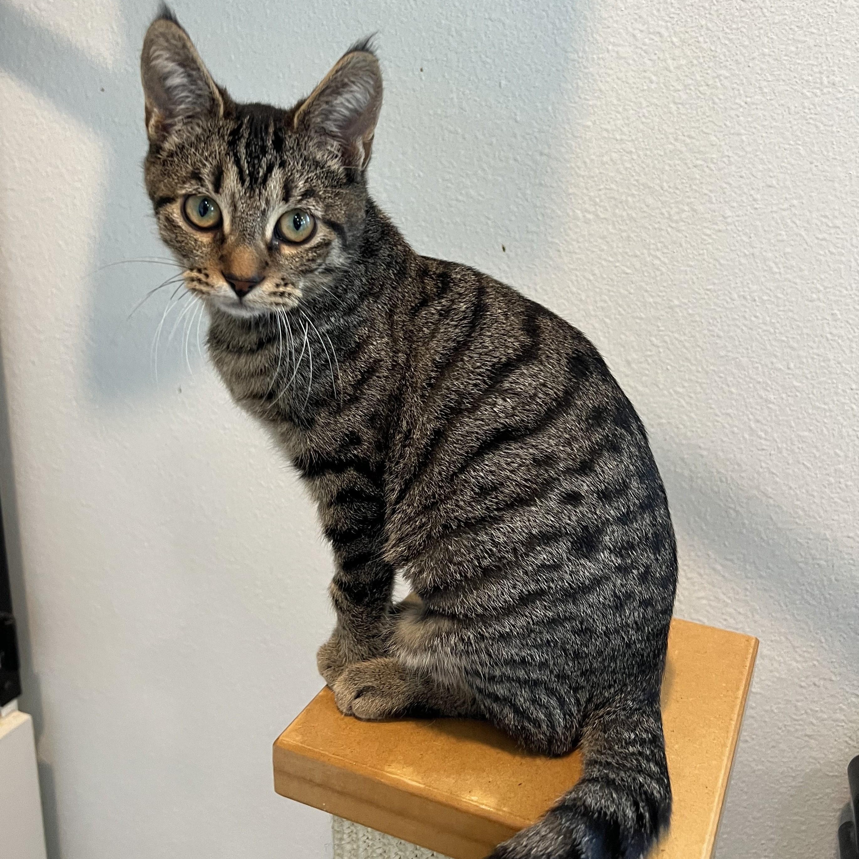 Enlarge Nona, a Adoptable Domestic Medium Hair in Bonners Ferry, ID image 1/3