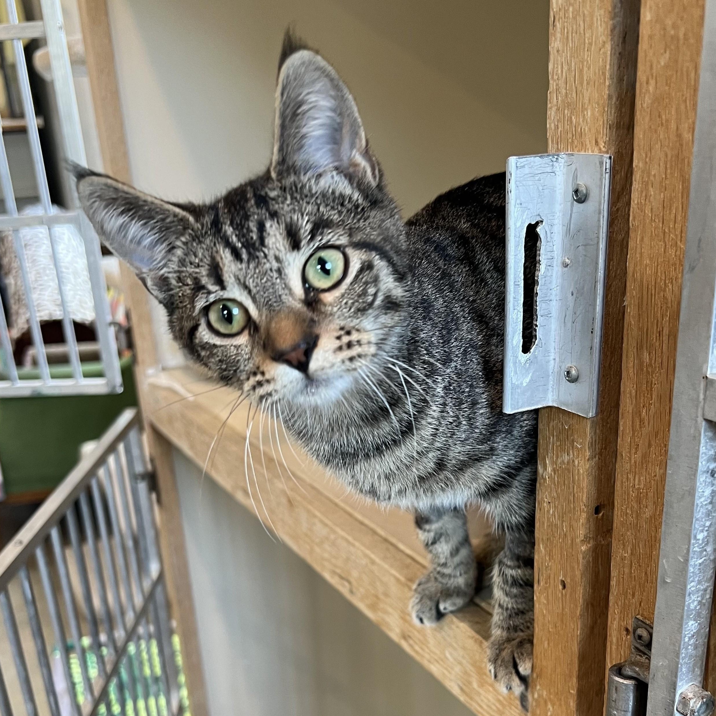 Enlarge Nona, a Adoptable Domestic Medium Hair in Bonners Ferry, ID image 2/3