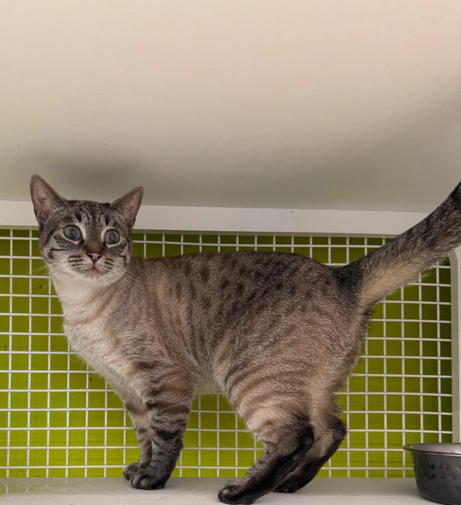 Enlarge Bibet, a Adopted Siamese in Sorrento, LA image 1/1