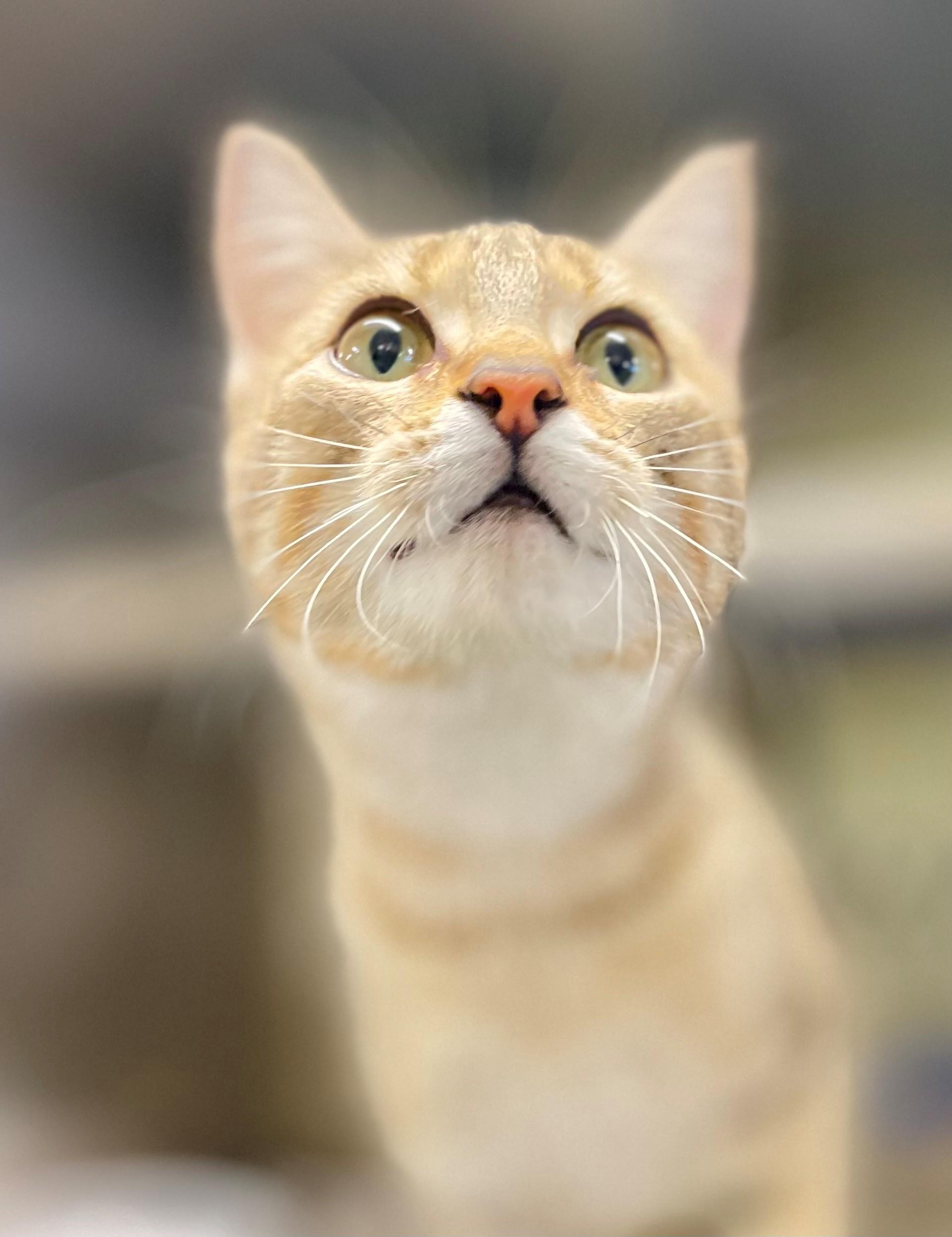 Kindle, adoptable, Adult Female Domestic Short Hair.