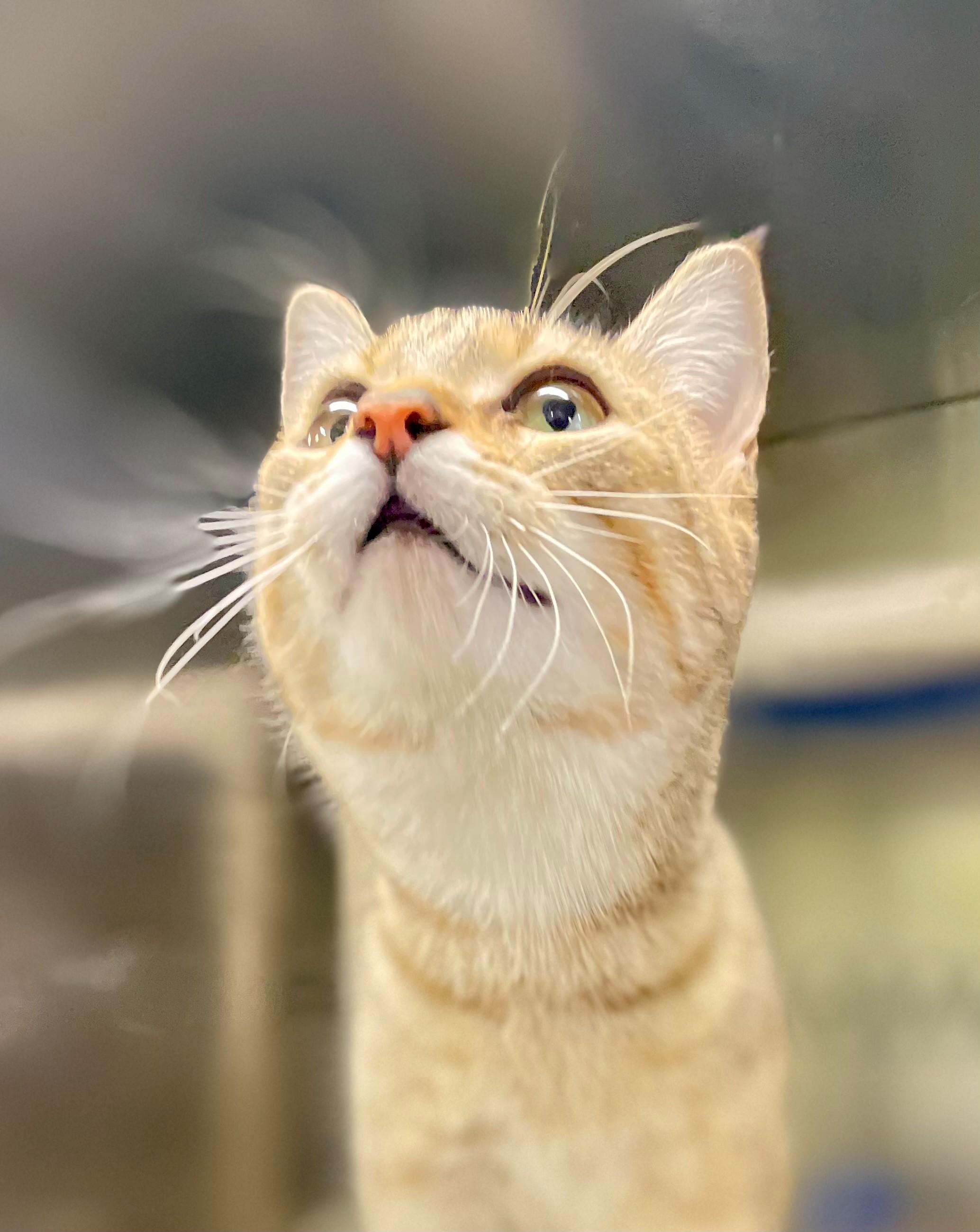 Enlarge Kindle, an adoptable Domestic Short Hair in Hamilton, ON image 5/5