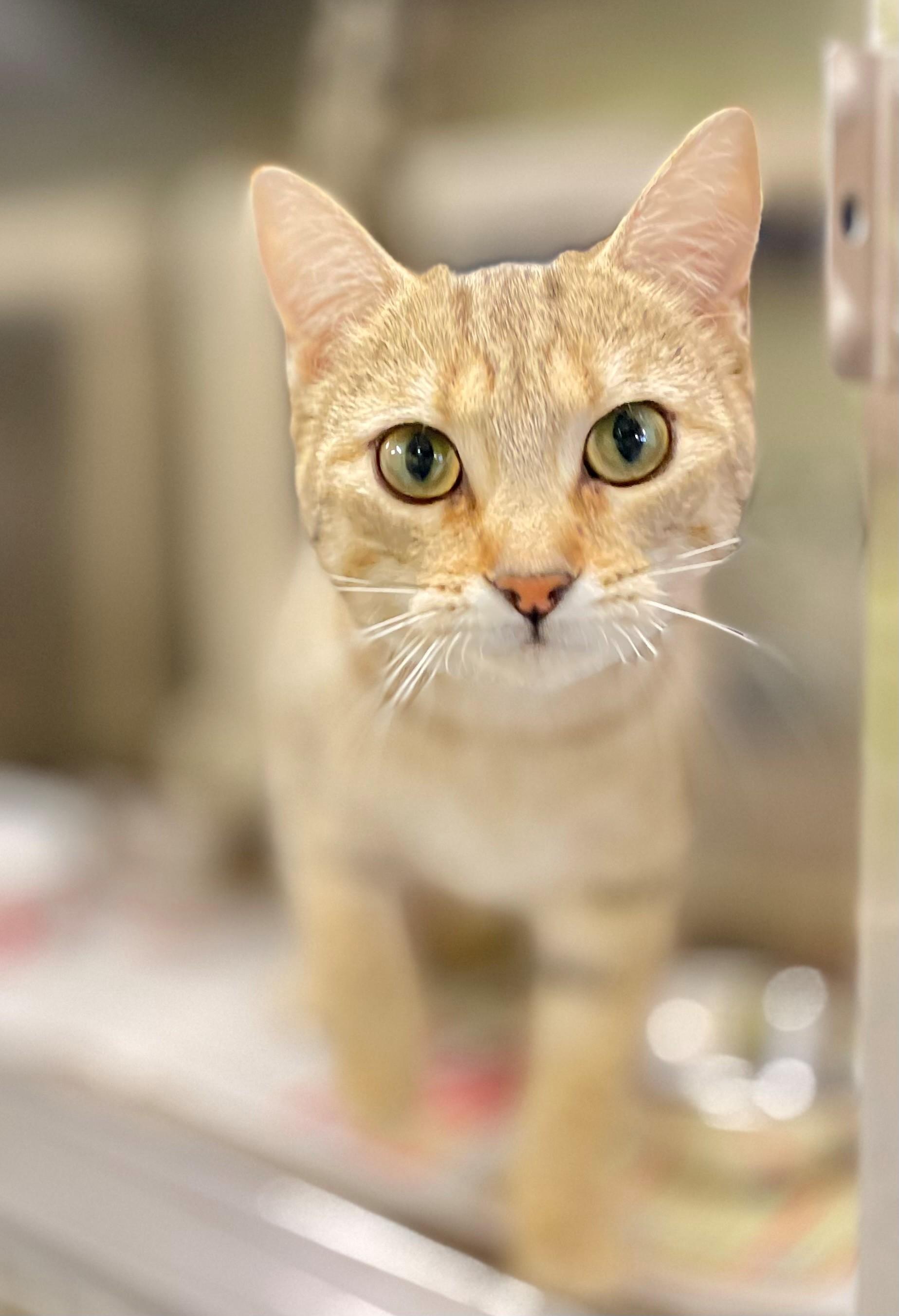 Enlarge Kindle, an adoptable Domestic Short Hair in Hamilton, ON image 3/5