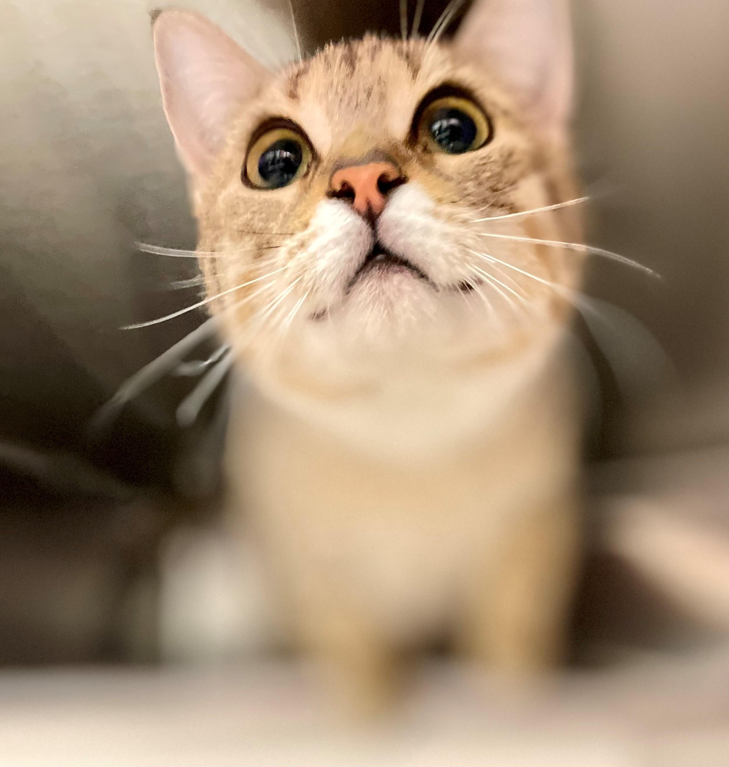 Enlarge Kindle, an adoptable Domestic Short Hair in Hamilton, ON image 2/5