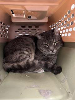 Saber (Working Cat)- ADOPTION FEE SPONSORED, Adult Male Domestic Short Hair