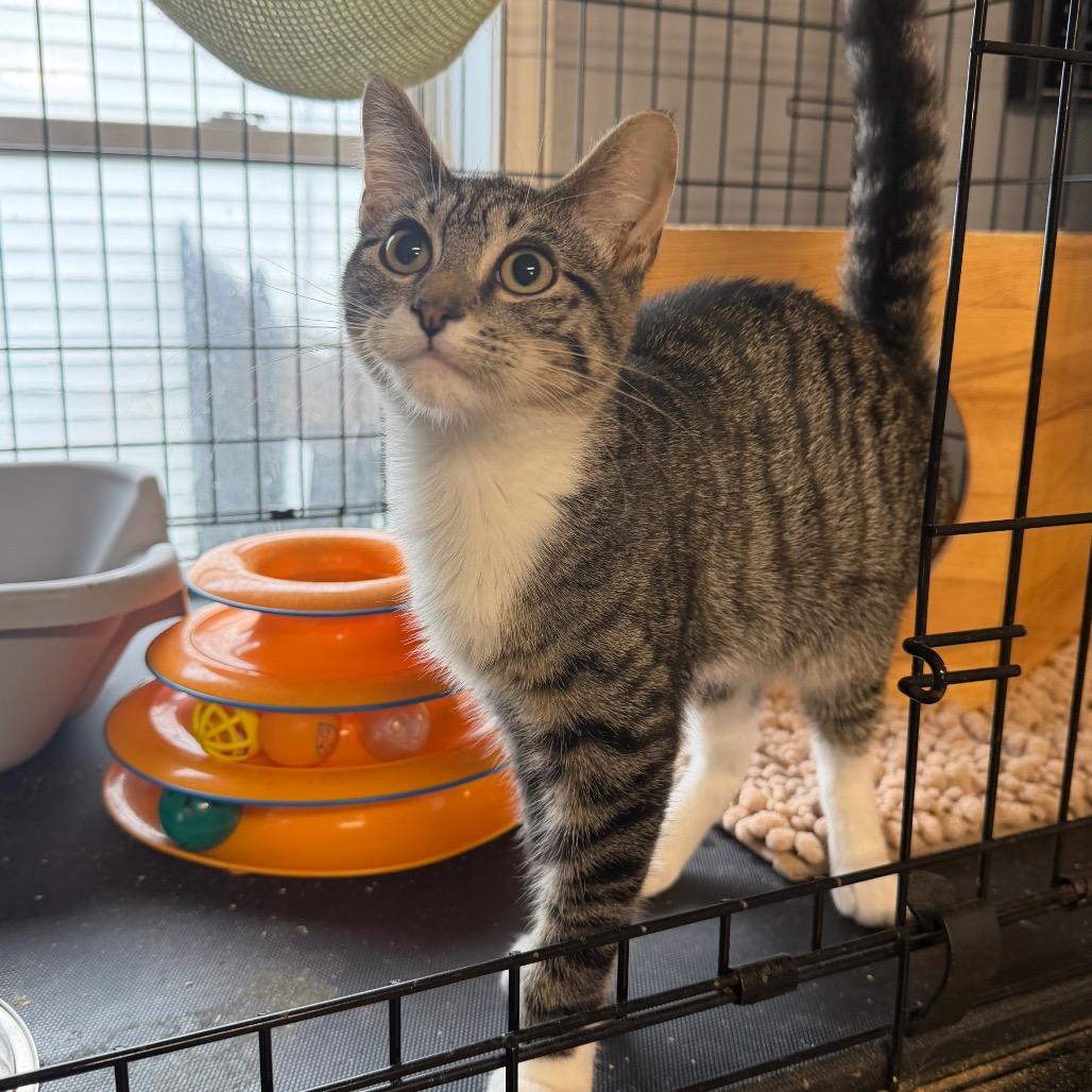 Beckham, Adoptable, Kitten Male Domestic Medium Hair.