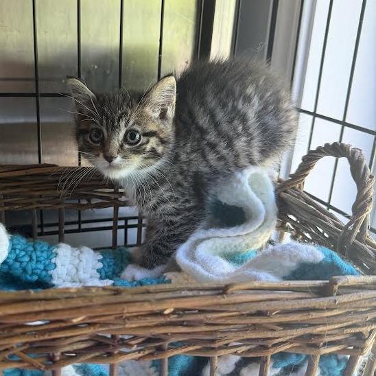 Enlarge Beckham, a Adoptable Domestic Medium Hair in Wappingers Falls, NY image 2/2