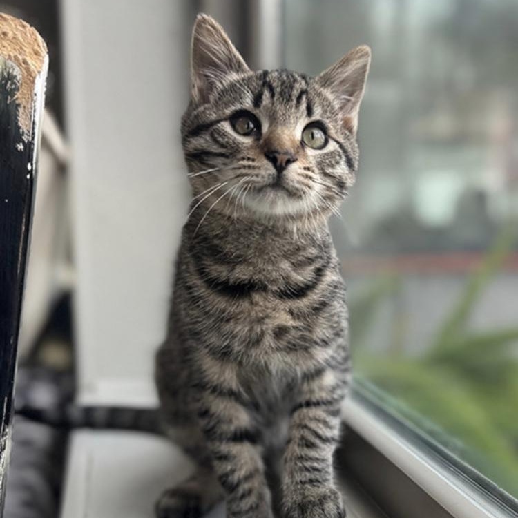 Lemmy, adopted, Kitten Male Domestic Short Hair.