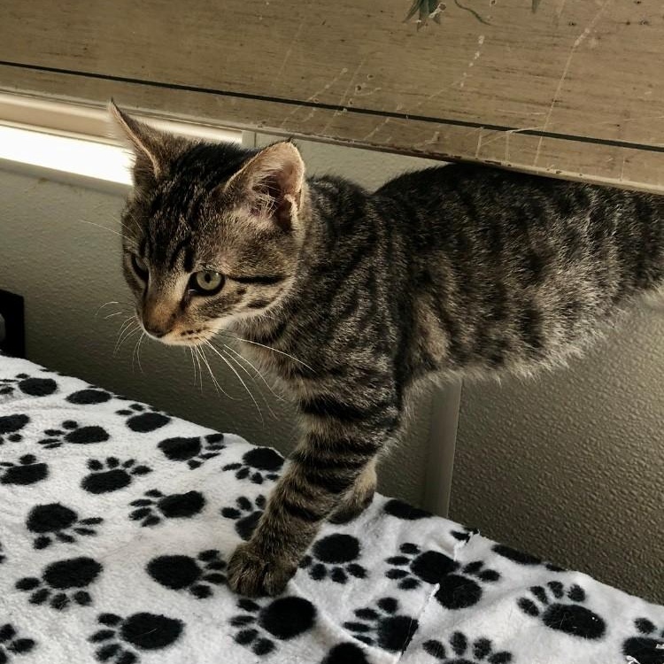 Enlarge Lemmy, an adopted Domestic Short Hair in Lodi, CA image 3/4