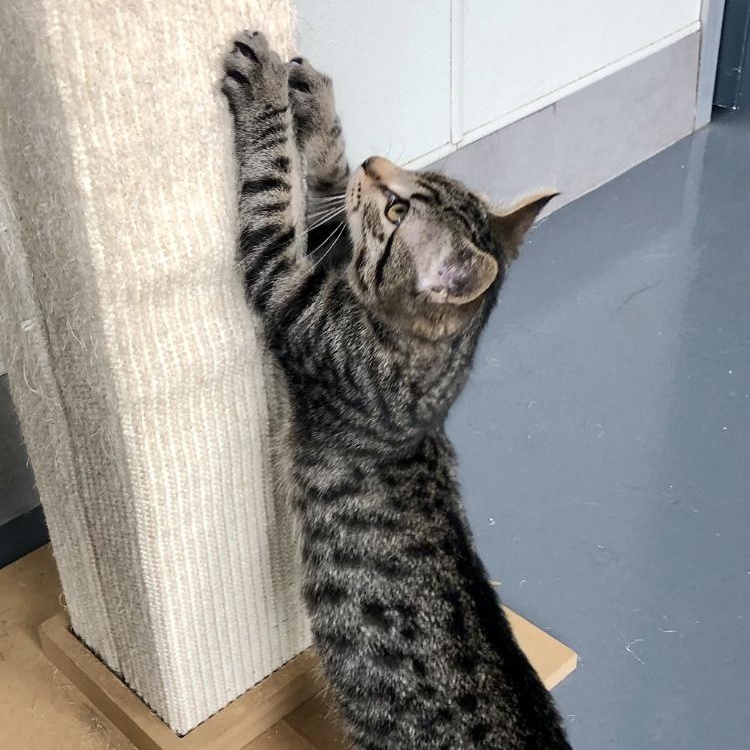 Enlarge Lemmy, an adopted Domestic Short Hair in Lodi, CA image 4/4