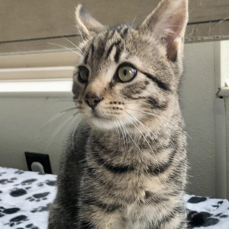 Enlarge Lemmy, an adopted Domestic Short Hair in Lodi, CA image 2/4