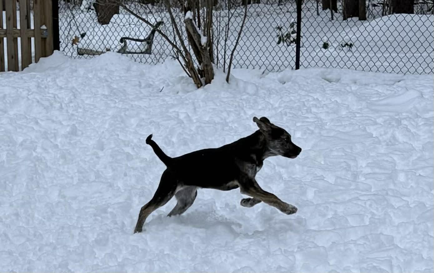 Enlarge Barnaby, a Adoptable German Shepherd Dog in Portland, ME image 3/4