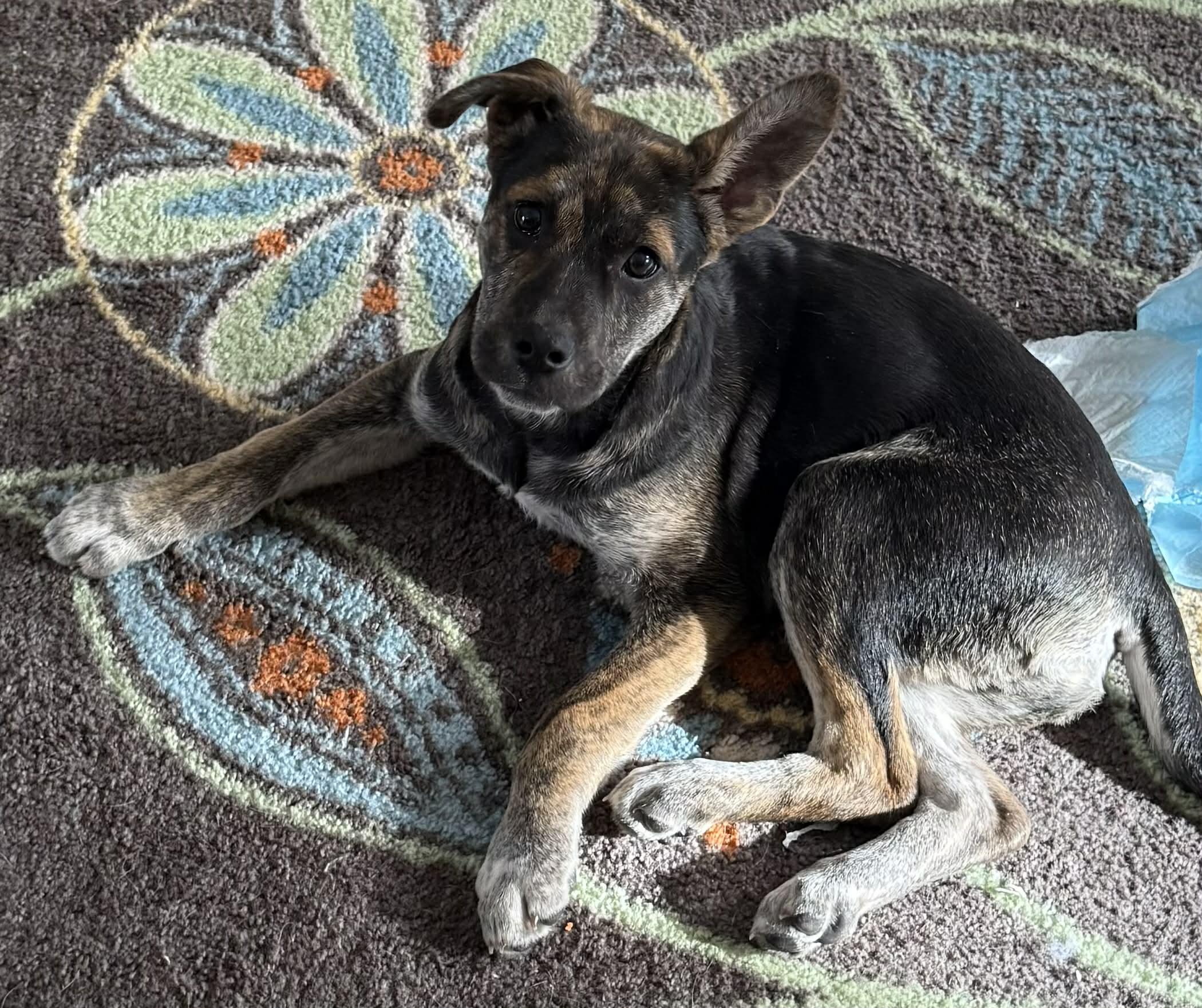 Barnaby, Adoptable, Puppy Male German Shepherd Dog.