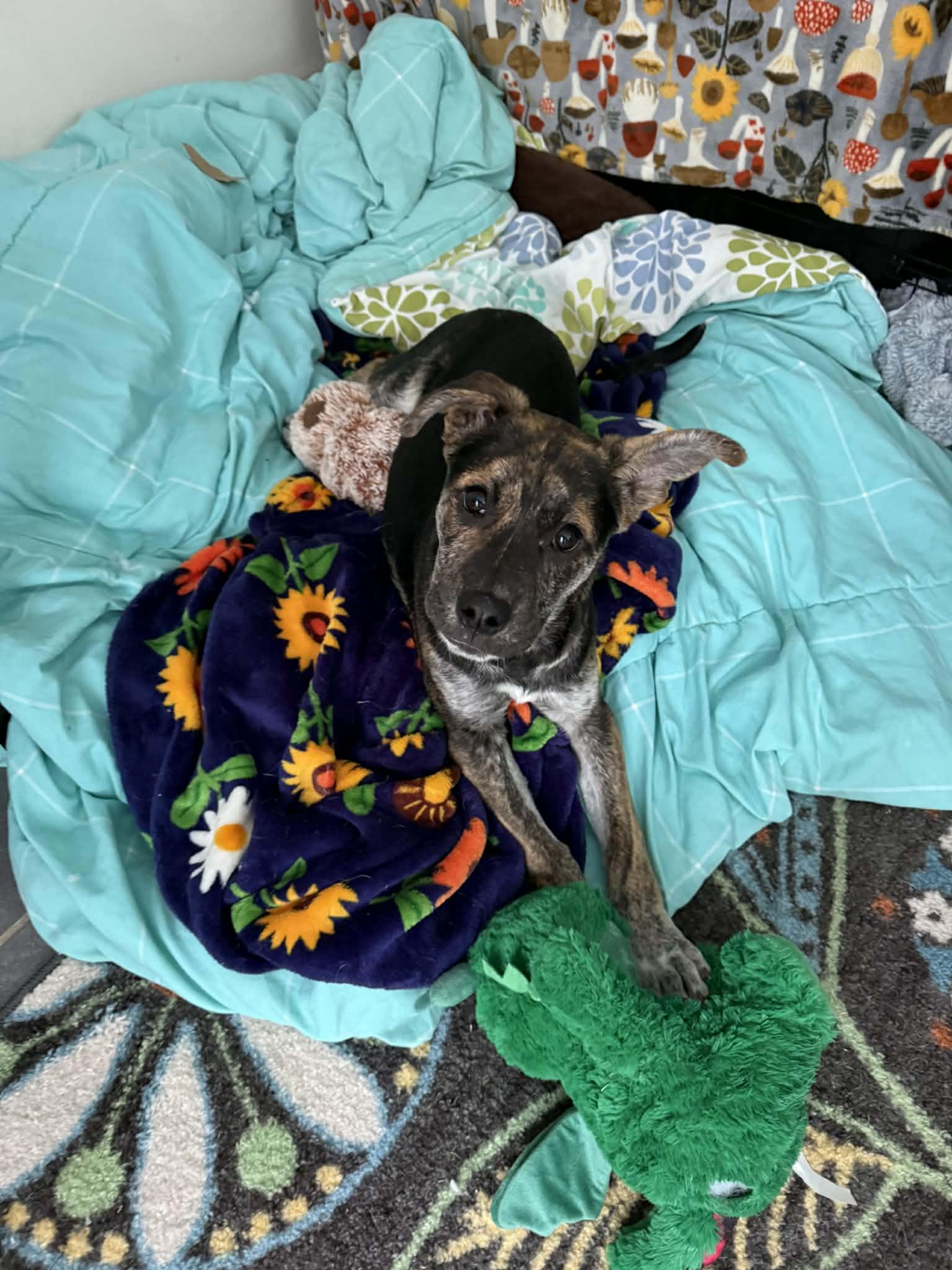 Enlarge Barnaby, a Adoptable German Shepherd Dog in Portland, ME image 4/4