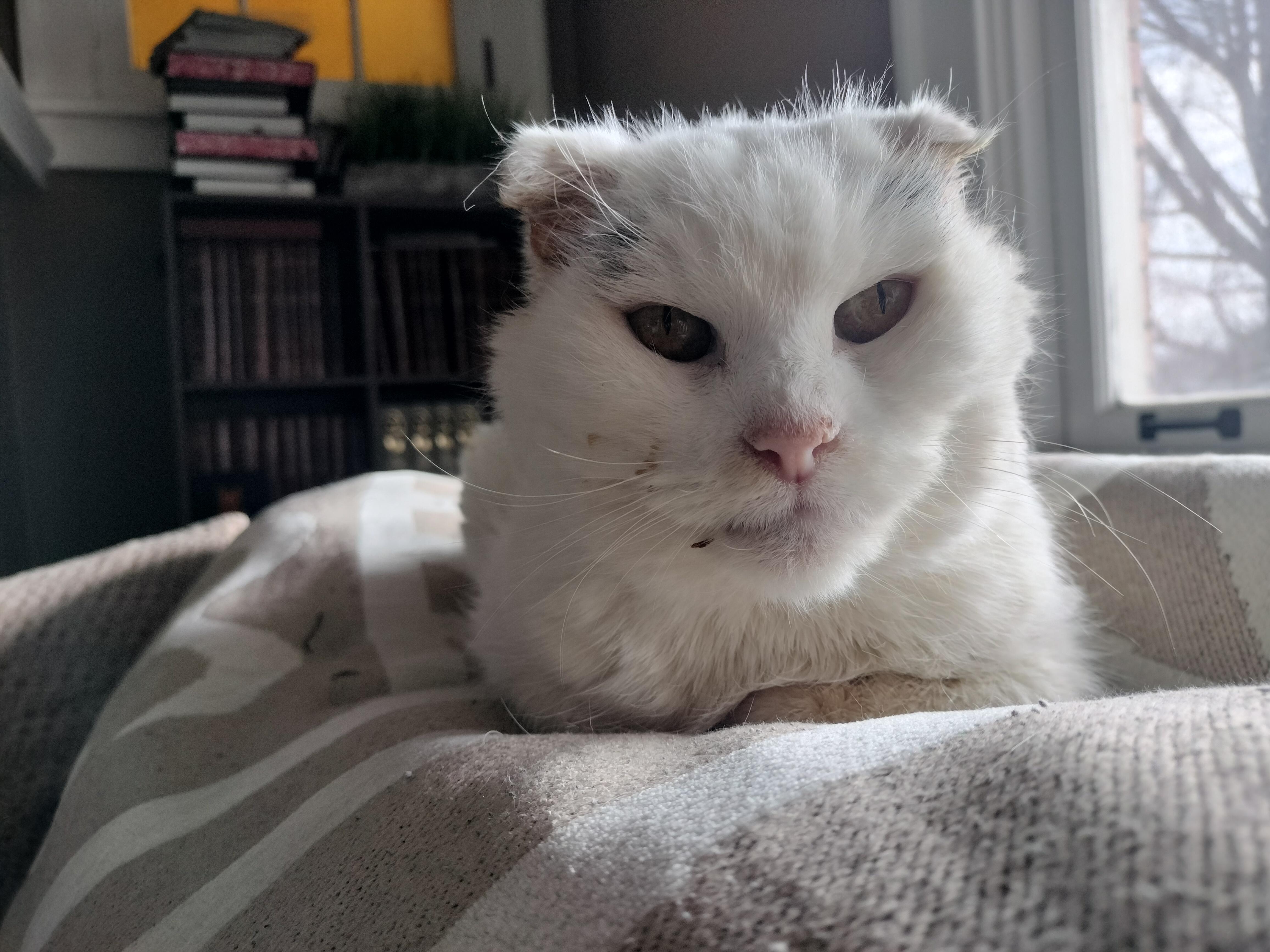 Marilyn Monroe , ADOPTABLE, Senior Female Domestic Short Hair.