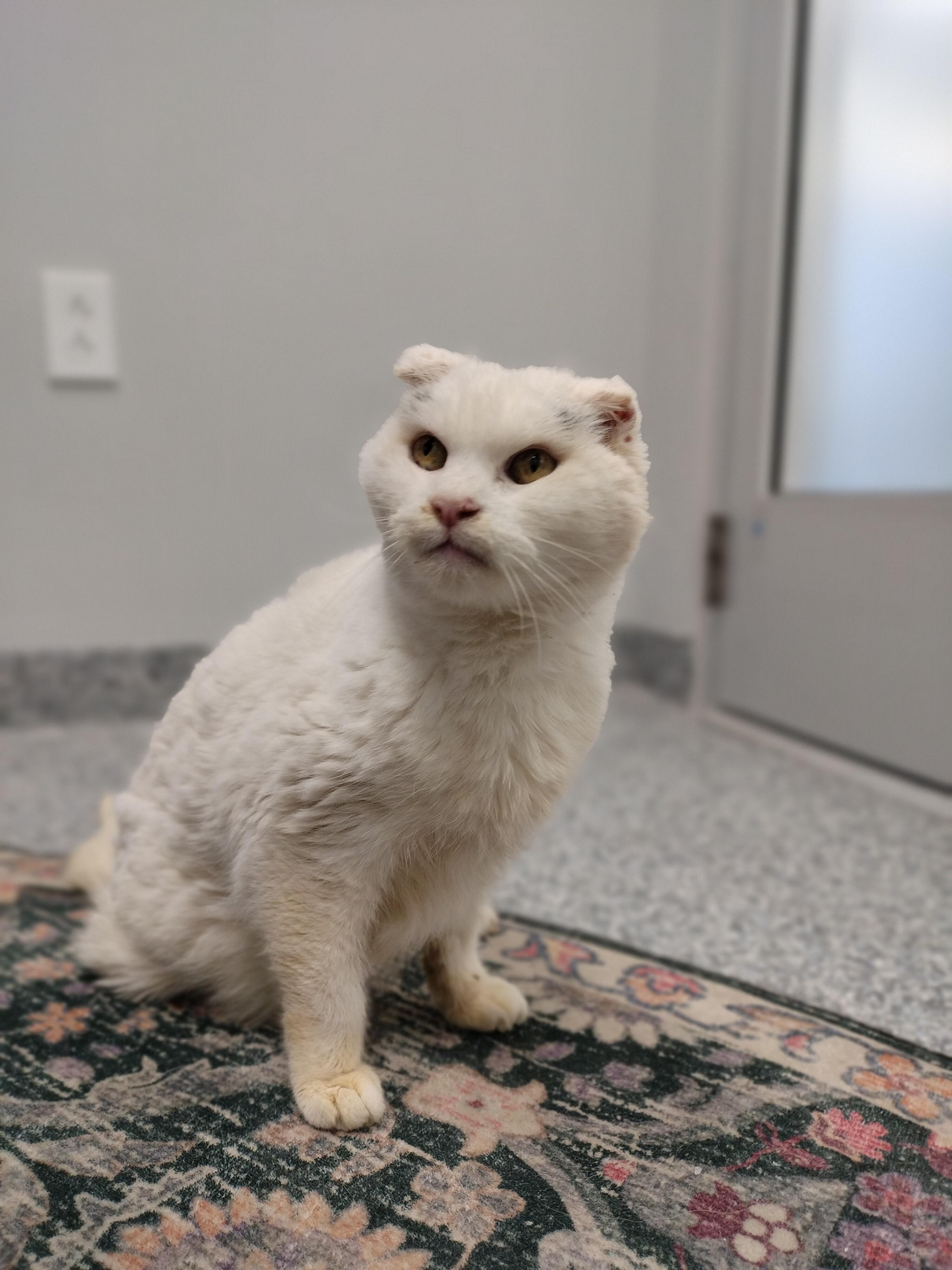 Marilyn Monroe , a ADOPTABLE mixed breed in Pittsburgh, PA image 4/6