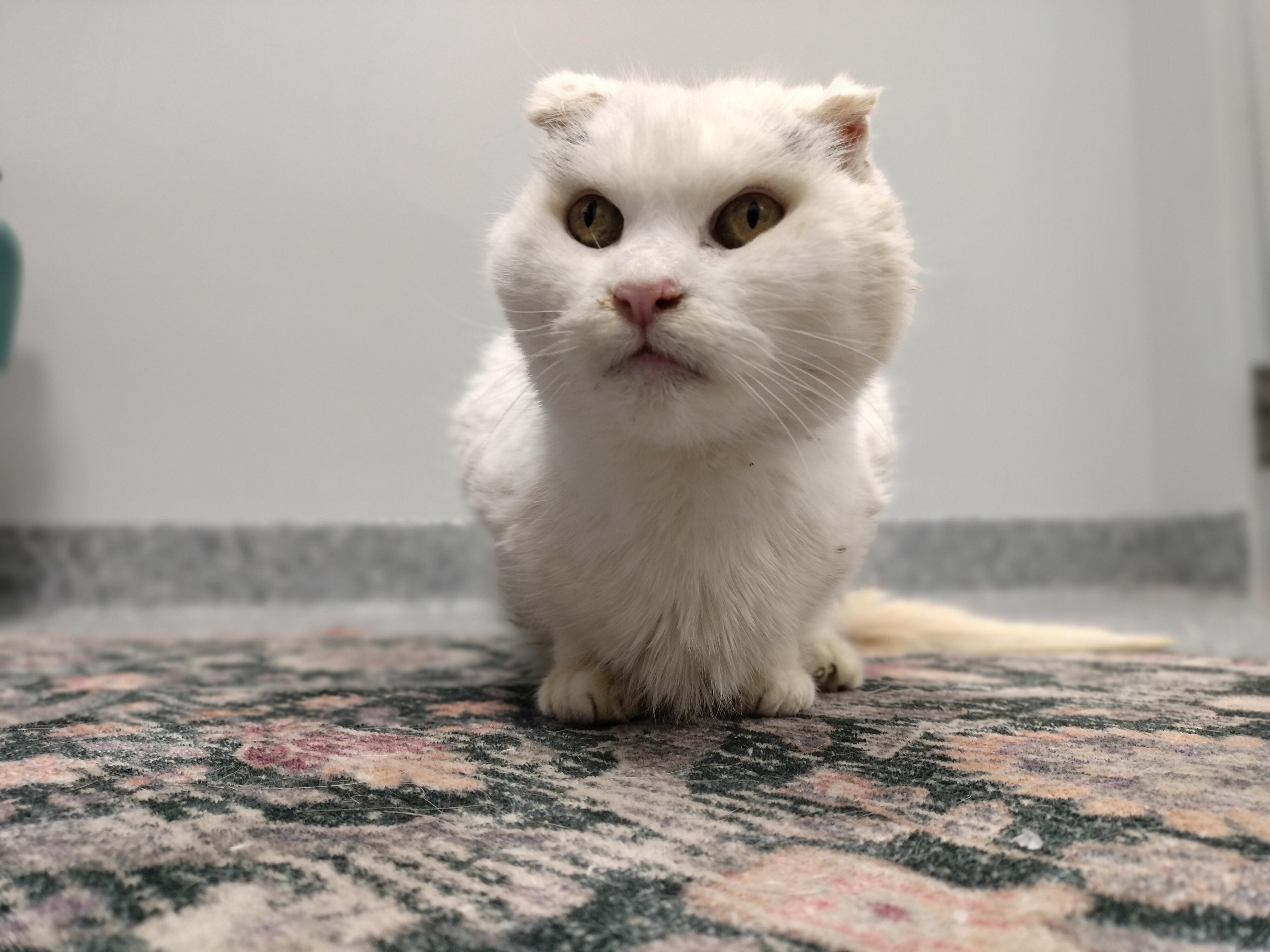 Marilyn Monroe , a ADOPTABLE mixed breed in Pittsburgh, PA image 3/6