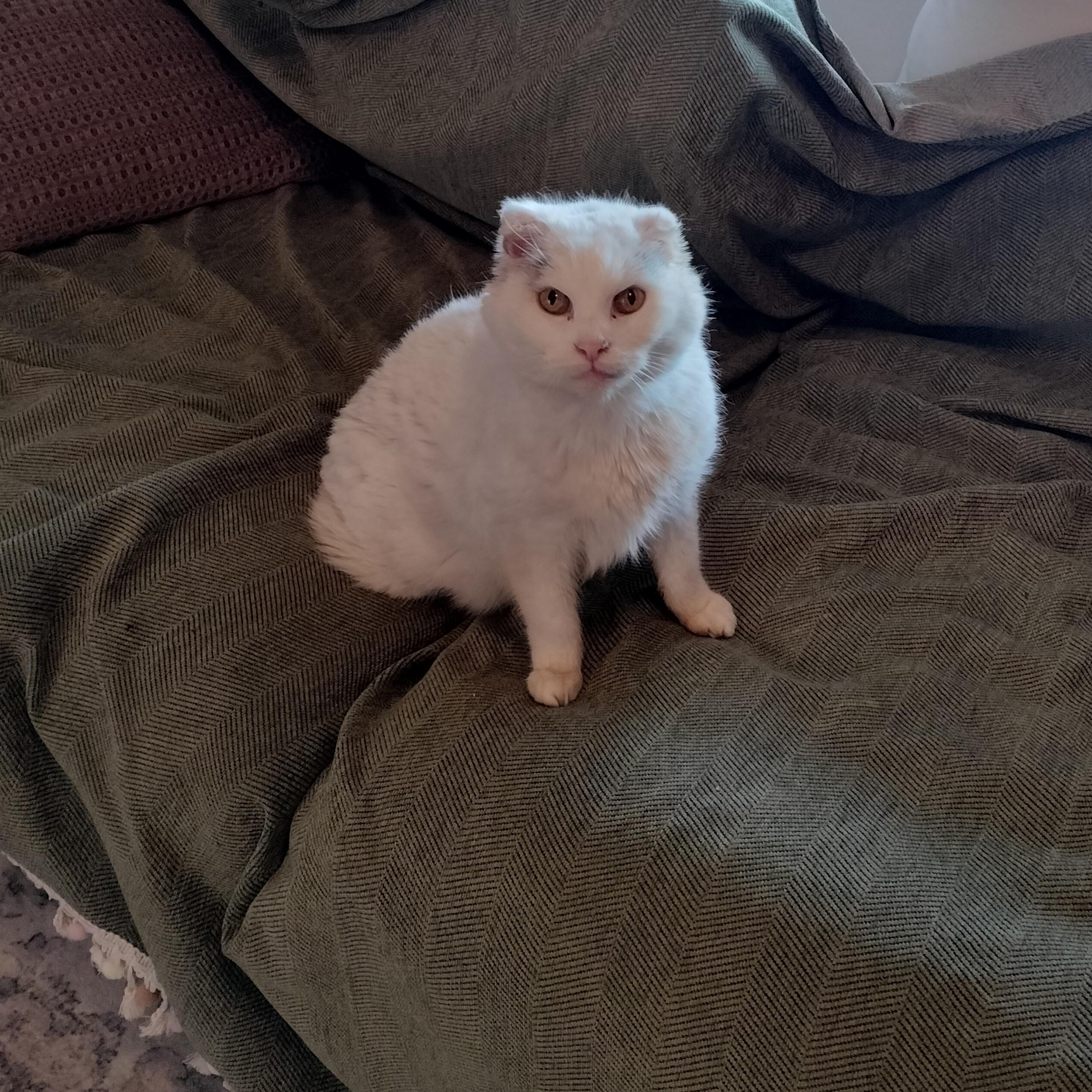 Marilyn Monroe , a ADOPTABLE mixed breed in Pittsburgh, PA image 2/6